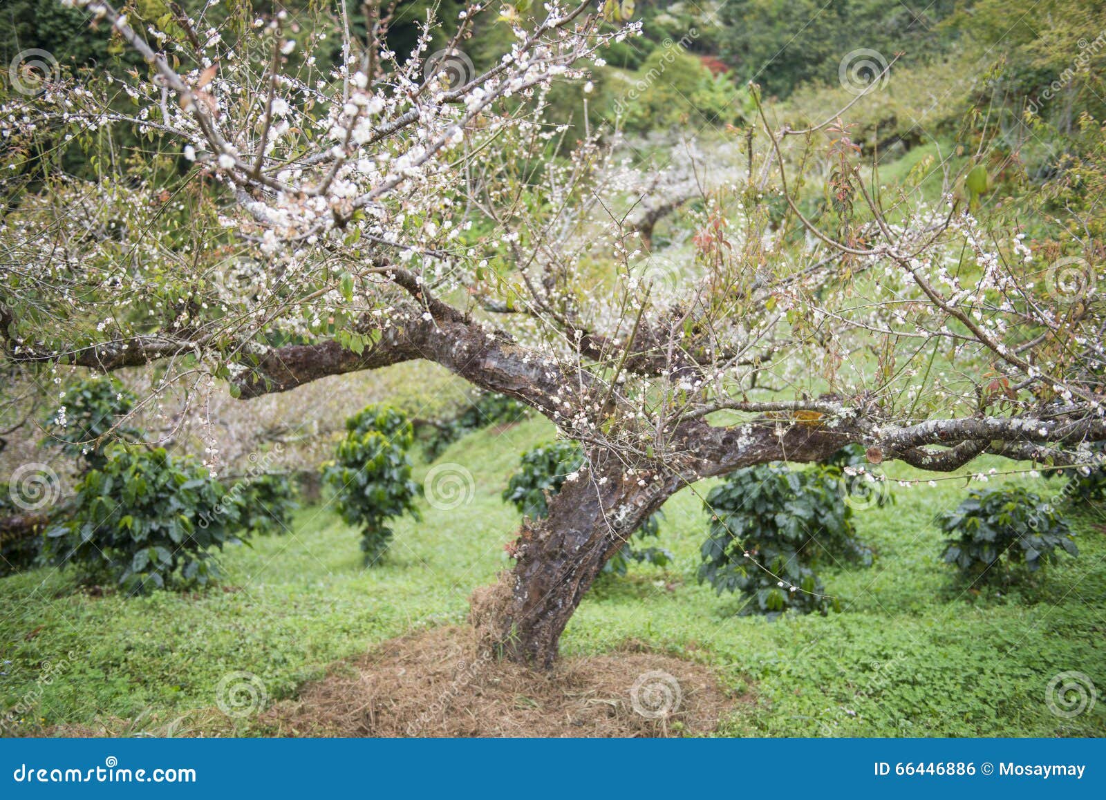Plum tree in the garden stock photo. Image of bloom, farm - 66446886