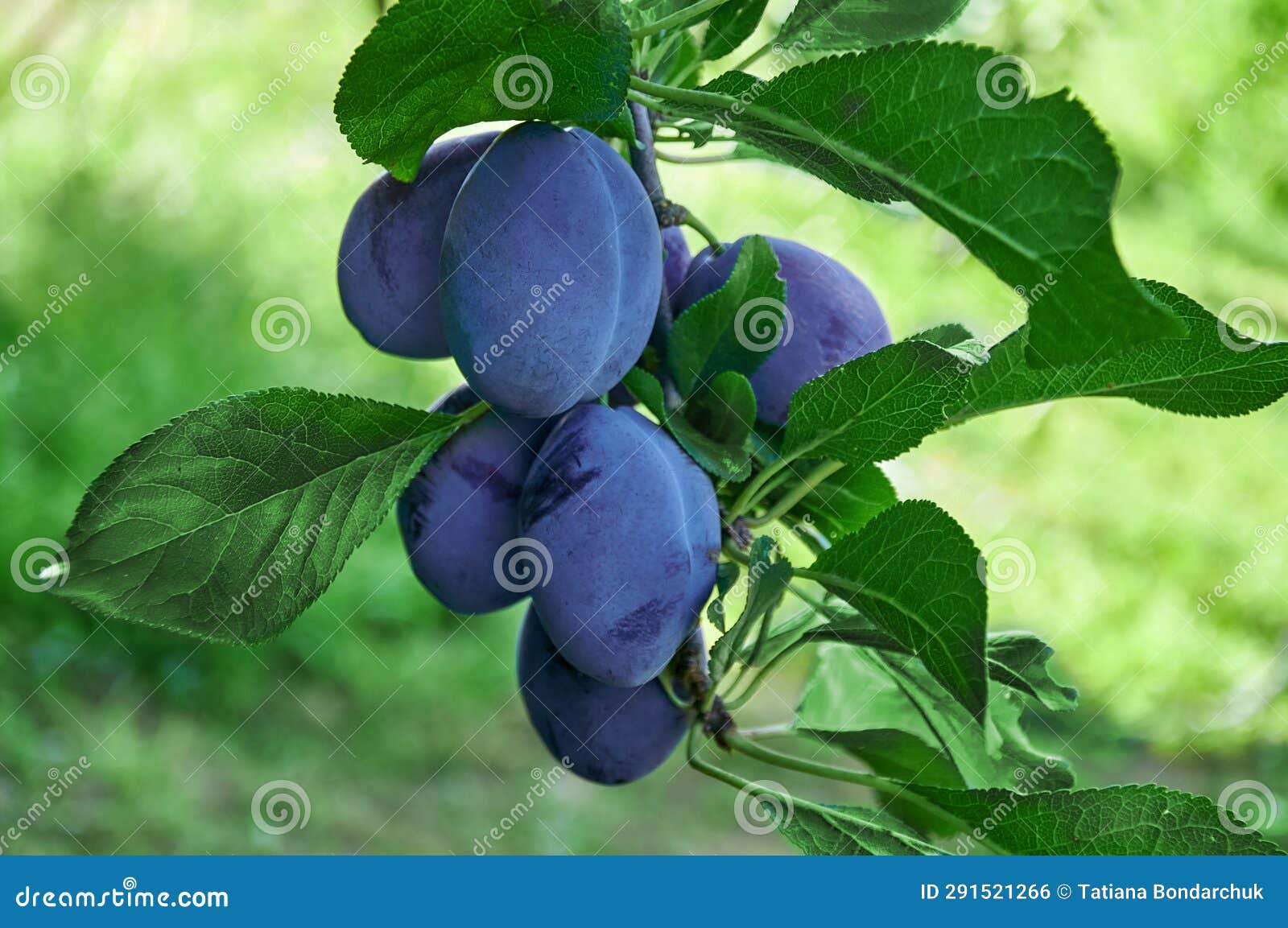 Plum Tree with Ripening Plums Stock Photo Image of orchard, harvest