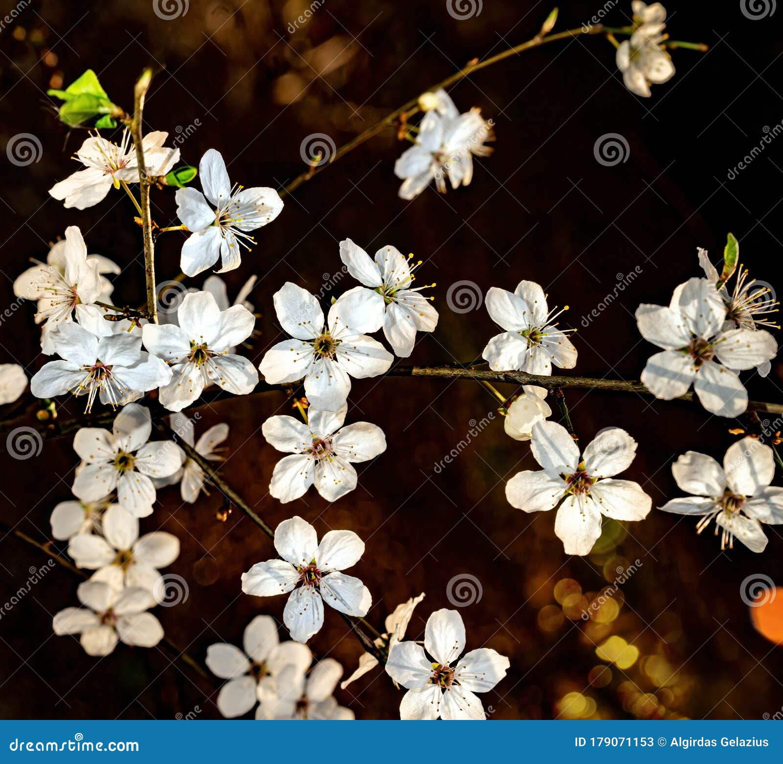 Plum Tree White Blossoms in Spring Stock Image Image of beauty