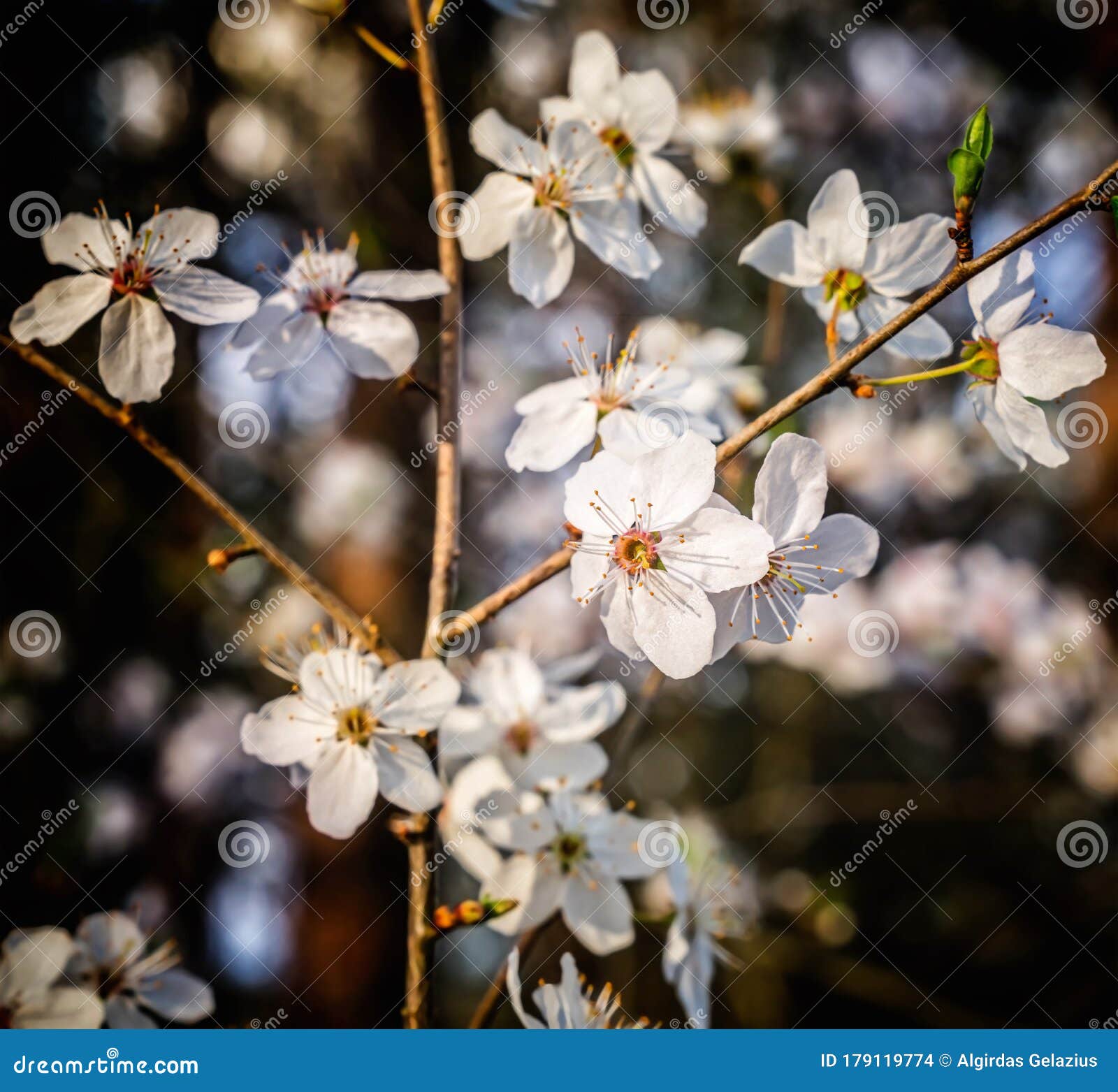 Plum Tree White Blossoms in Spring Stock Photo Image of outdoor