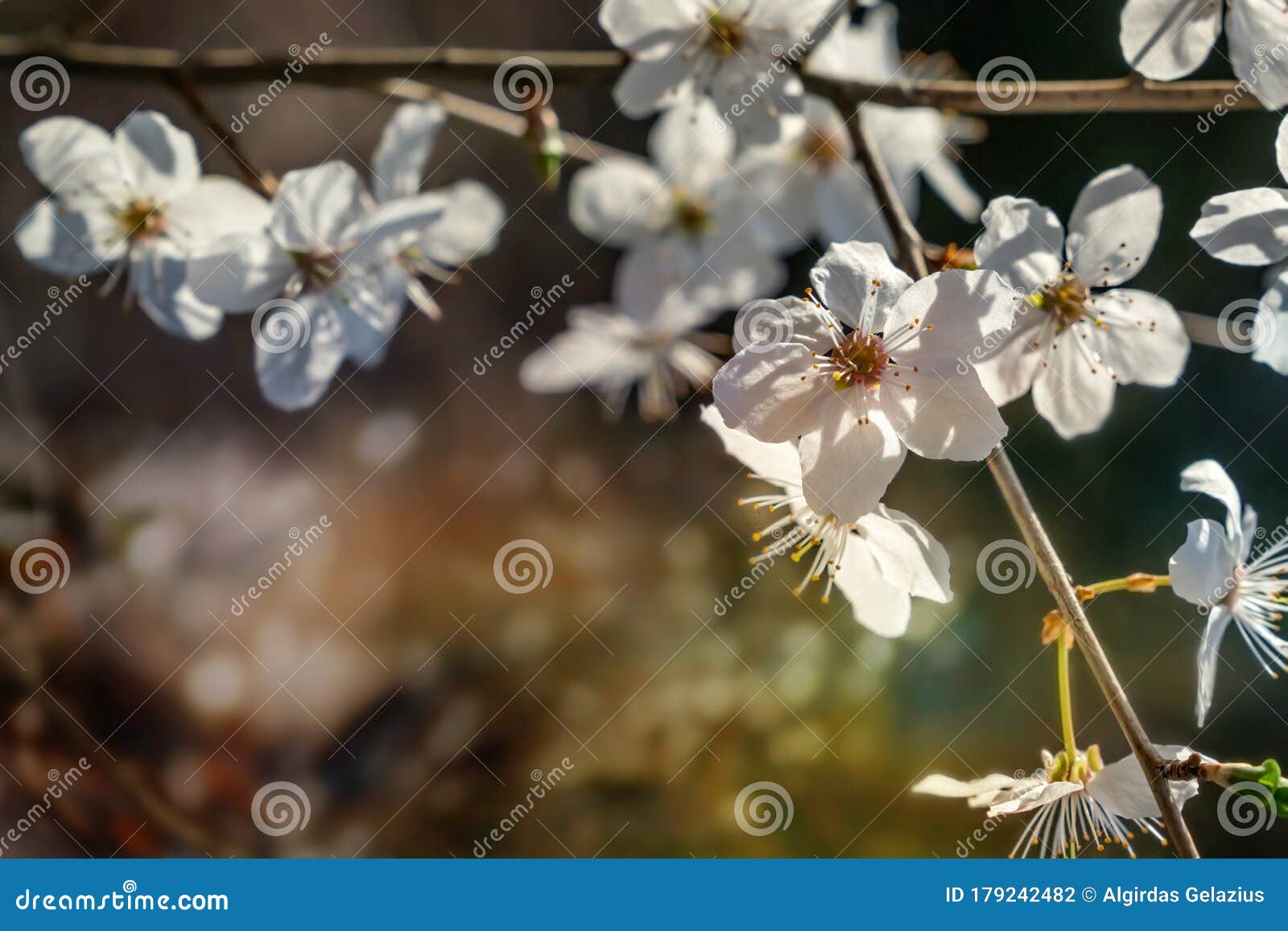Plum Tree White Blossoms in Spring Stock Photo Image of macro, bright