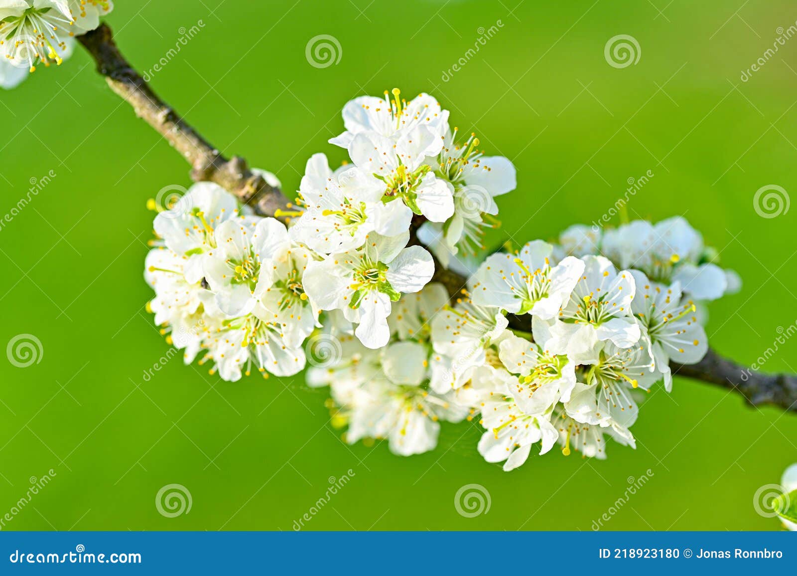 Plum Tree with White Flowers in May Stock Photo Image of bright