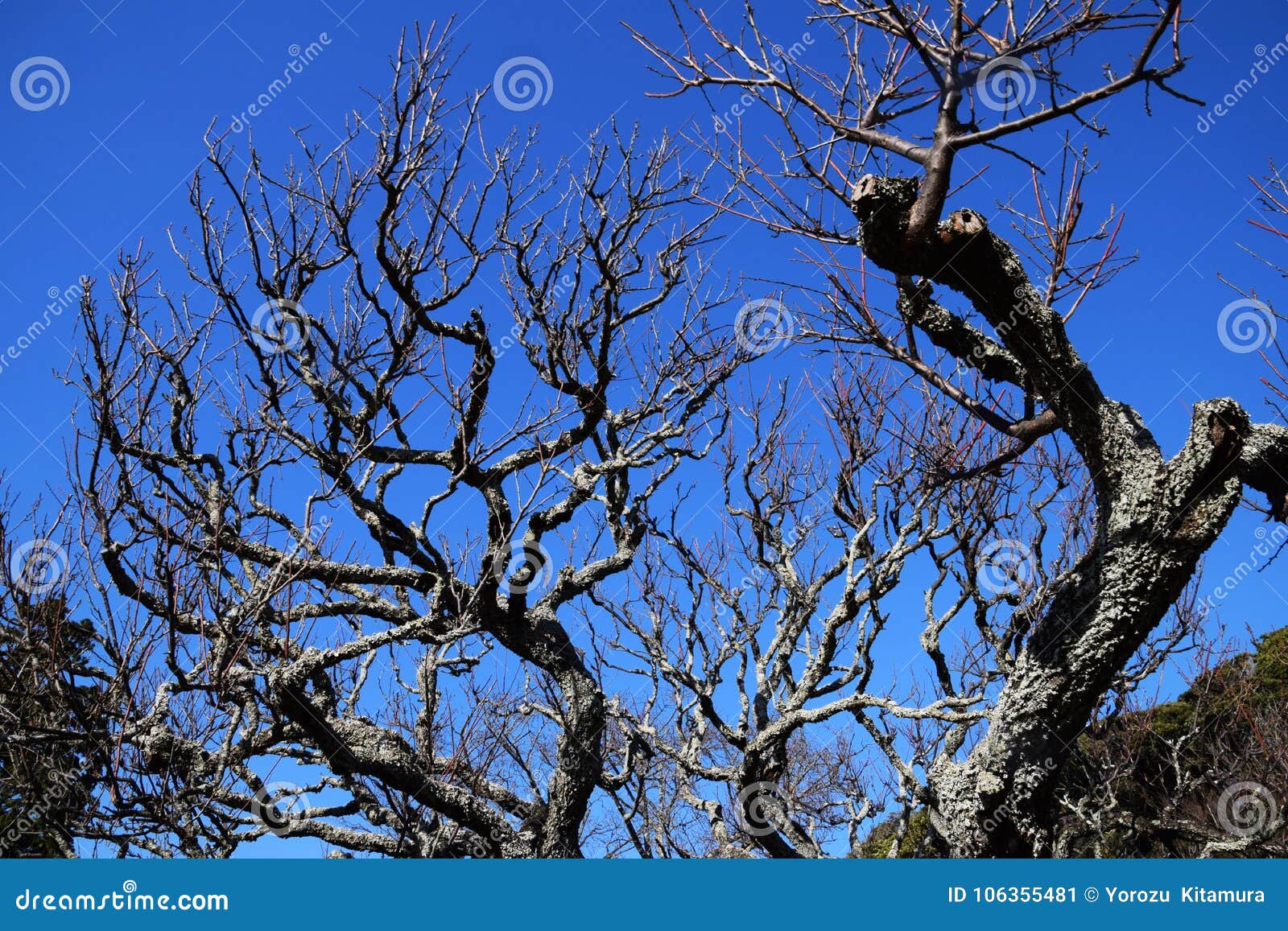 Plum trees in December stock image. Image of beautiful 106355481