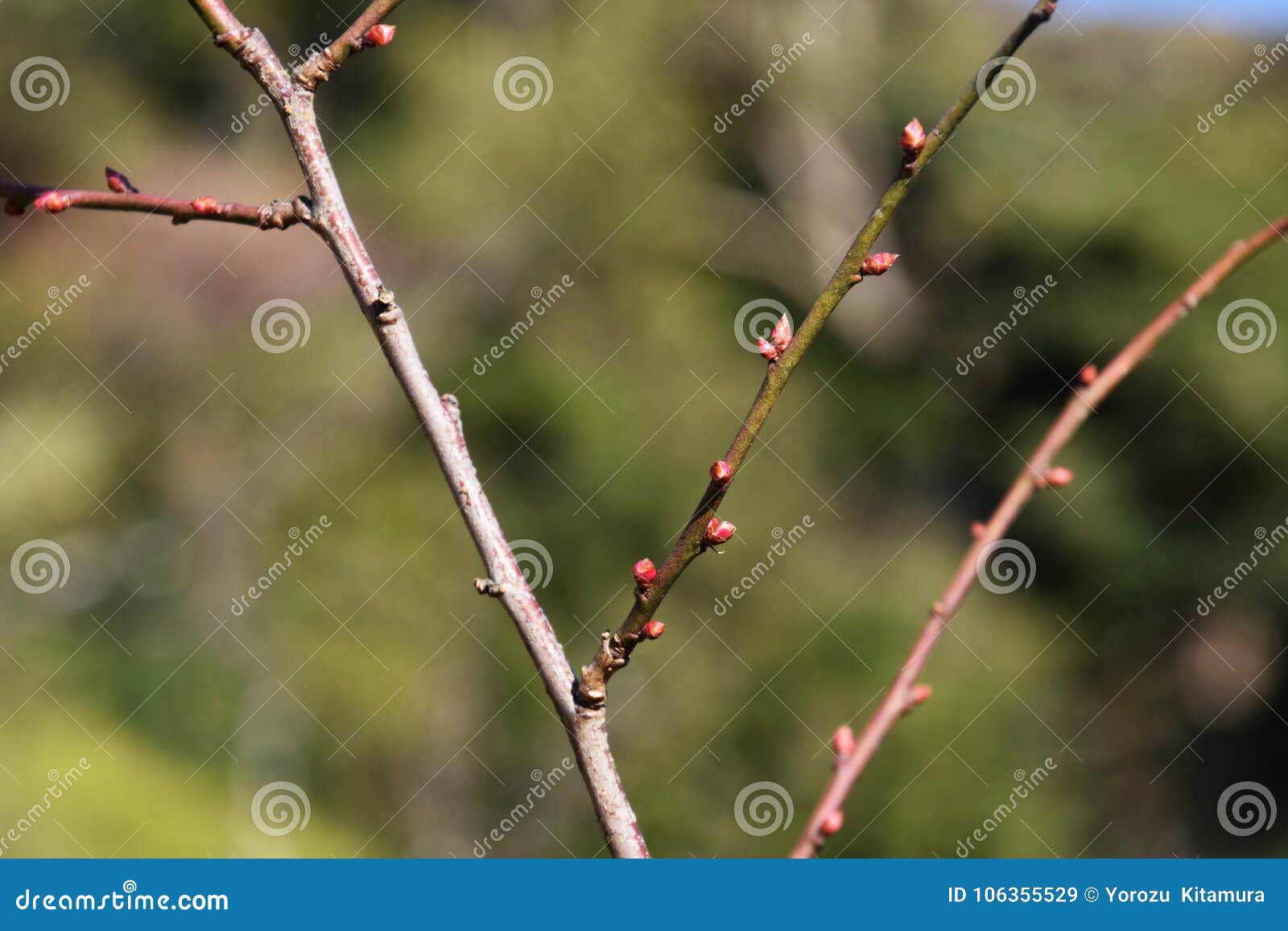 Plum trees in December stock image. Image of buds, nature 106355529
