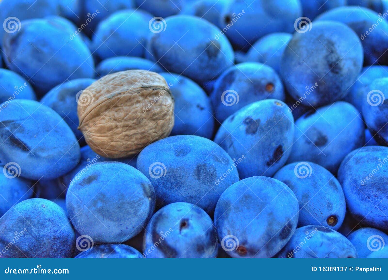 Plum and Walnut stock image. Image of september, october 16389137