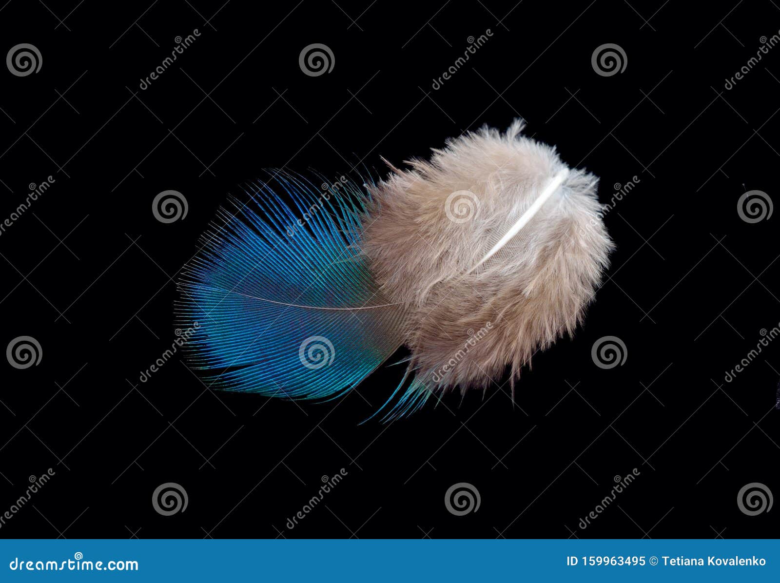 Pluma De Pa Jaro De Color Aislada En Fondo Negro Imagen De Archivo Imagen De Mullido Color Pluma De Pa Jaro De Color Aislada En Fondo Negro Imagen De Archivo Imagen De Mullido Color