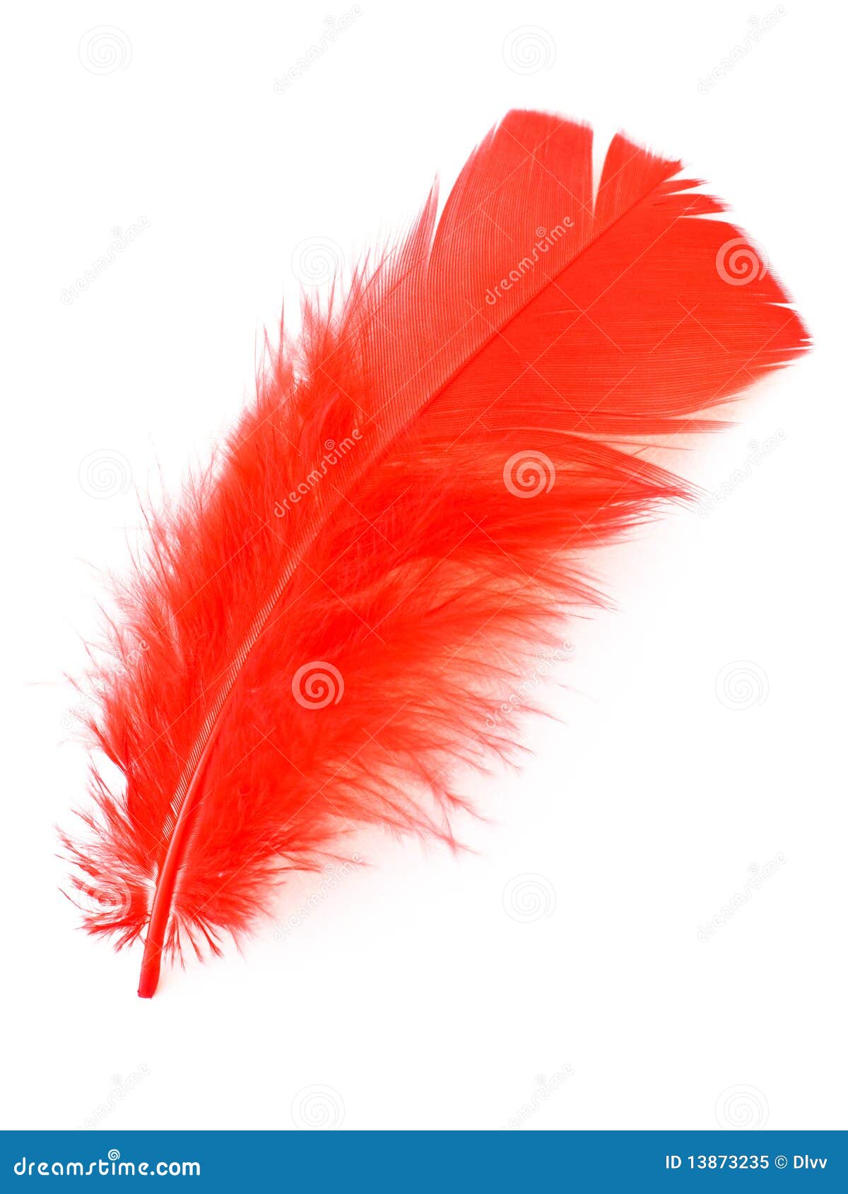 Plumas rojas: fotografía de stock © depgosper #2714625