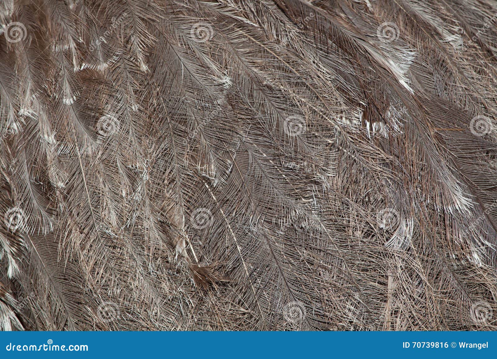 plumage of the darwin's rhea (rhea pennata).