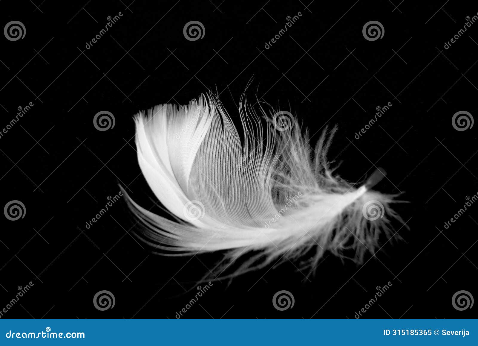 plumage feather pink  on black