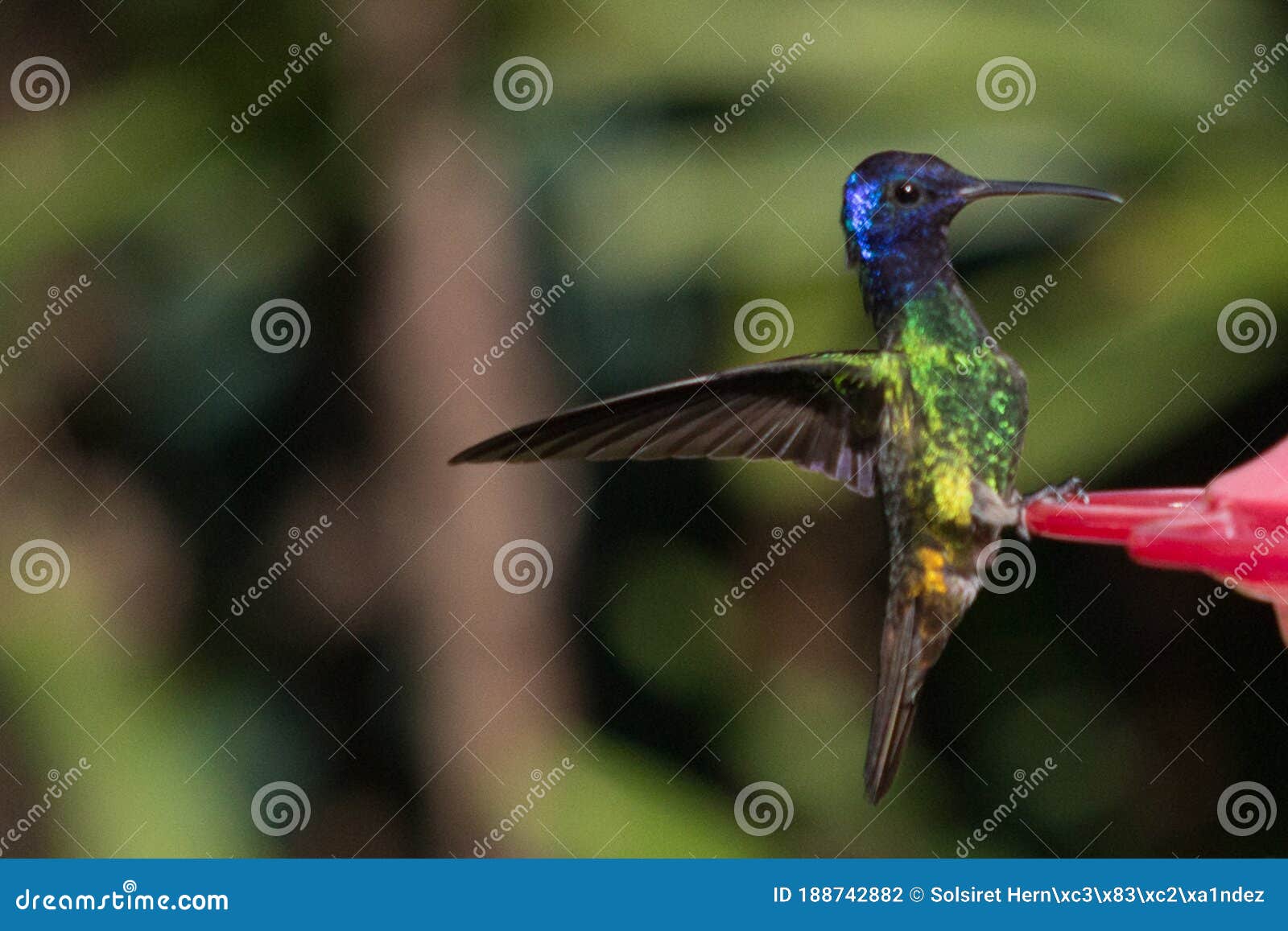 the plumage of the hummingbirds is generally green and they have blue or violet spots in some areas of their body.