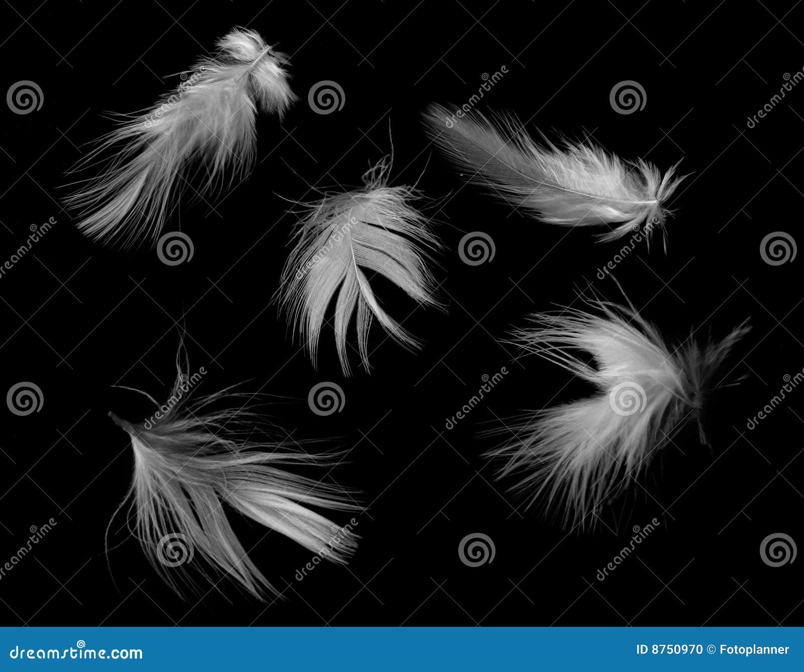 Plumas blancas foto de archivo. Imagen de pluma, negro - 8750970