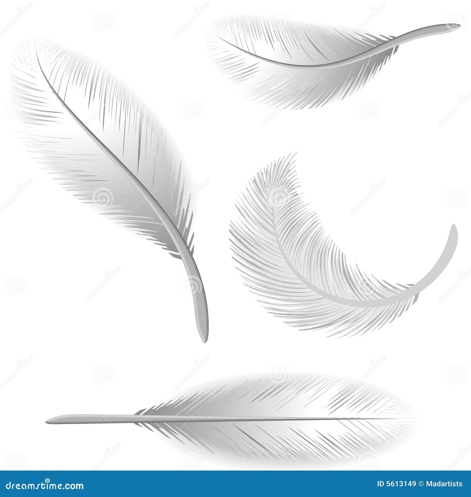 Plumas blancas aisladas stock de ilustración. Ilustración de aislado -  5613149