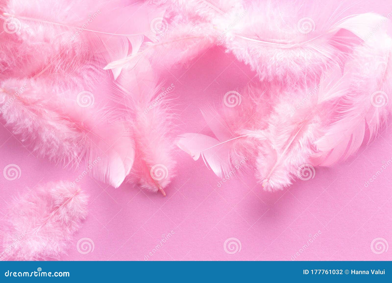 Plumas De Color Rosa De Coral Suave Y Esponjoso Sobre Fondo Rosa Pastel.  Estilo Minimalista. Tendencia Vintage. Fondo De Textura D Foto de archivo -  Imagen de ornamento, hermoso: 177761032