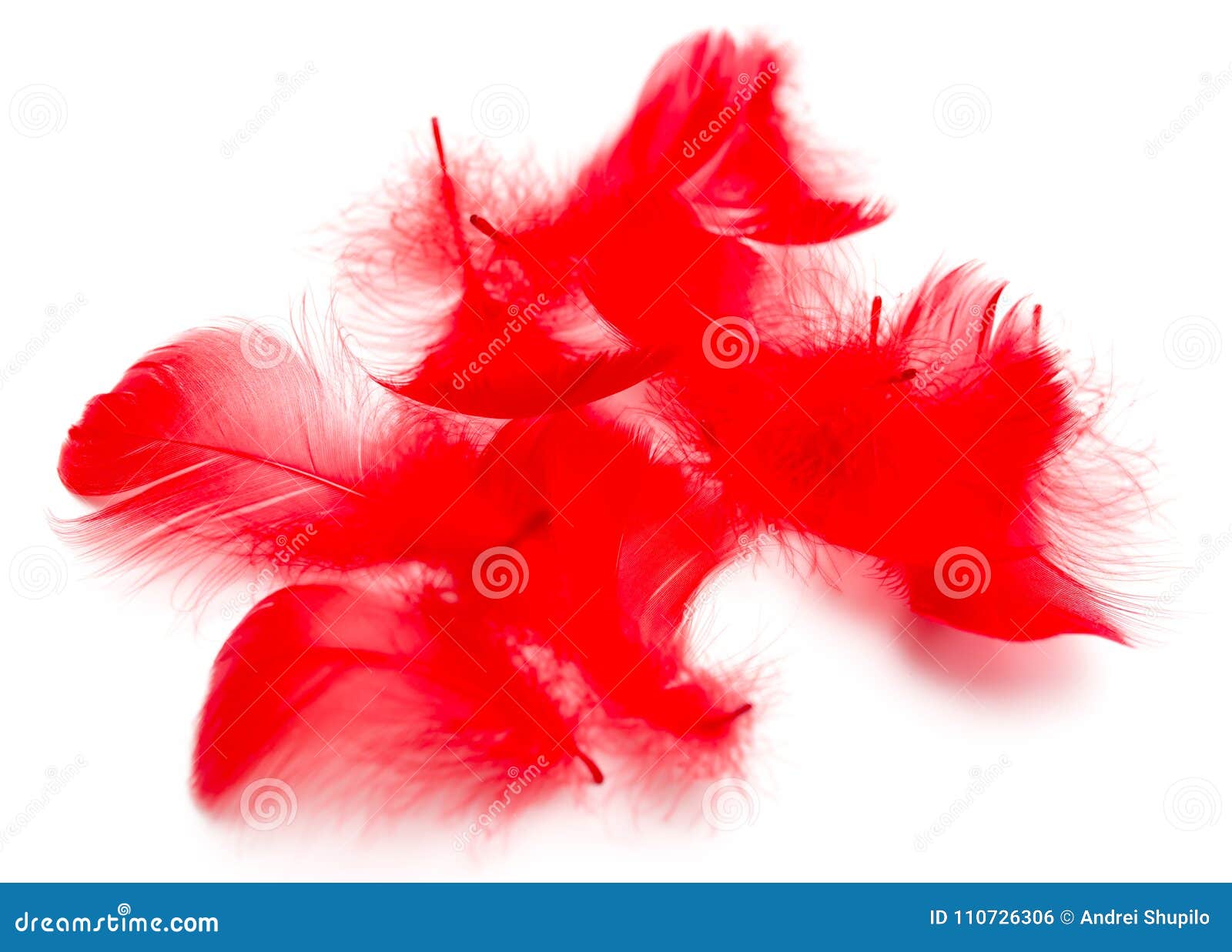 Plumas Rojas Aisladas En El Fondo Blanco Foto de archivo - Imagen de  detalle, concepto: 110726306