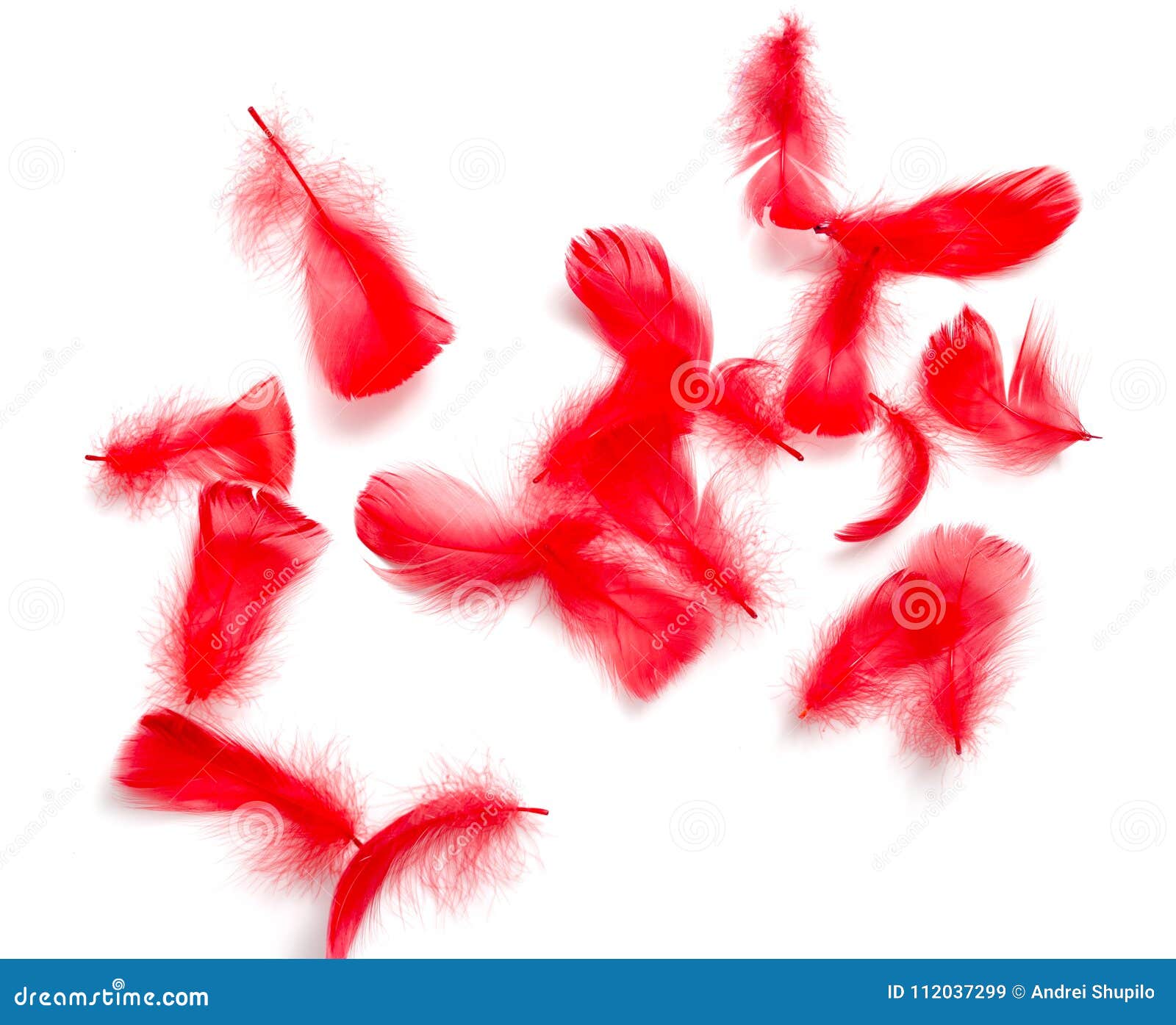 Plumas Rojas Aisladas En El Fondo Blanco Foto de archivo - Imagen de  detalle, concepto: 110726306