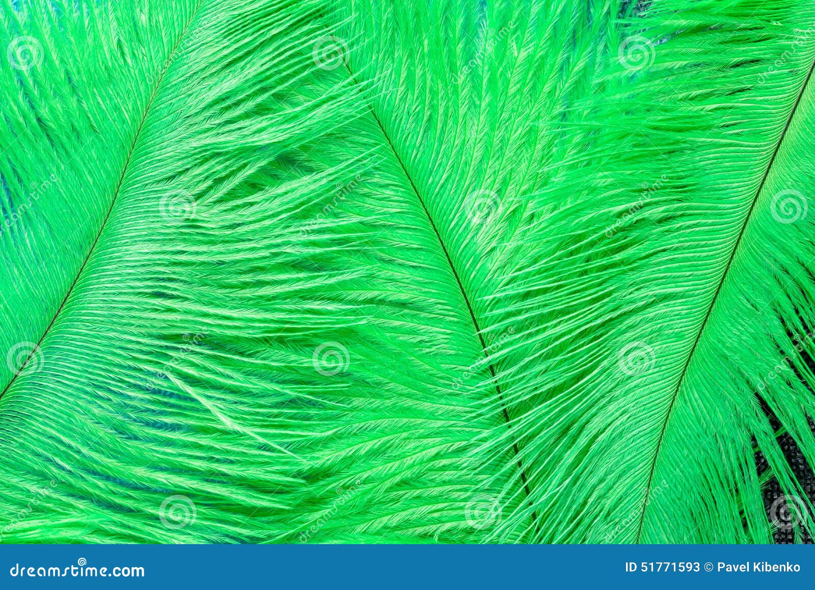 orquesta difícil diente Plumas verdes imagen de archivo. Imagen de primer, avestruz - 51771593