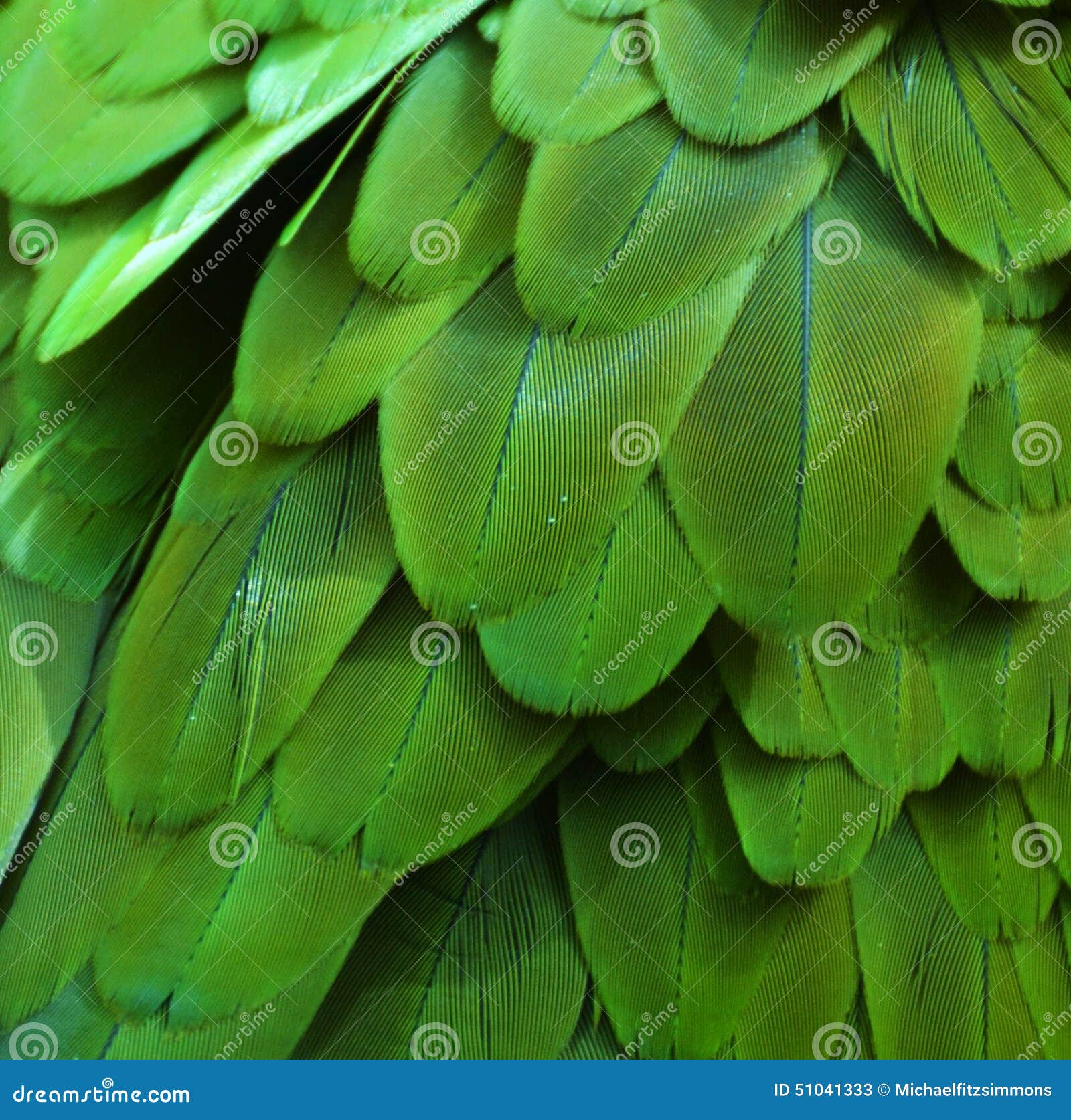 Calumnia Transitorio tolerancia Plumas verdes del Macaw imagen de archivo. Imagen de pluma - 51041333