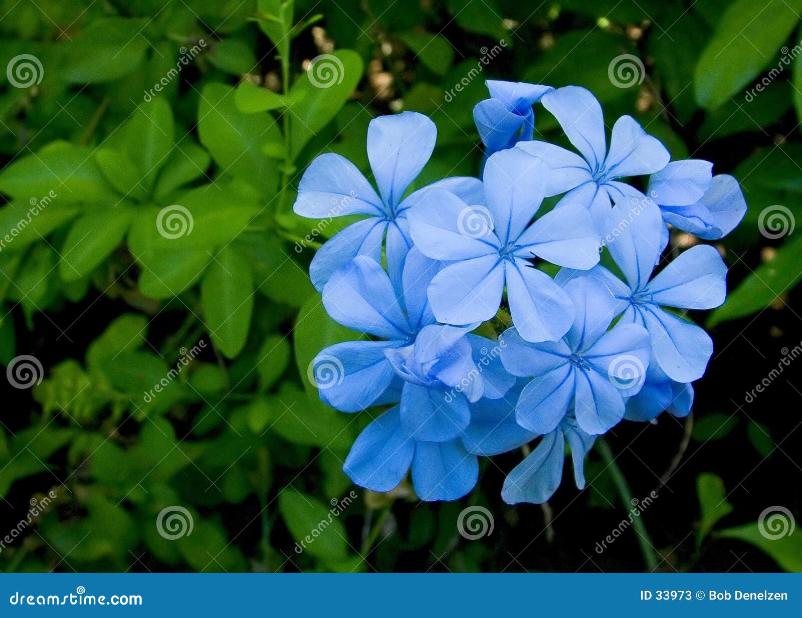plumbago auriculata