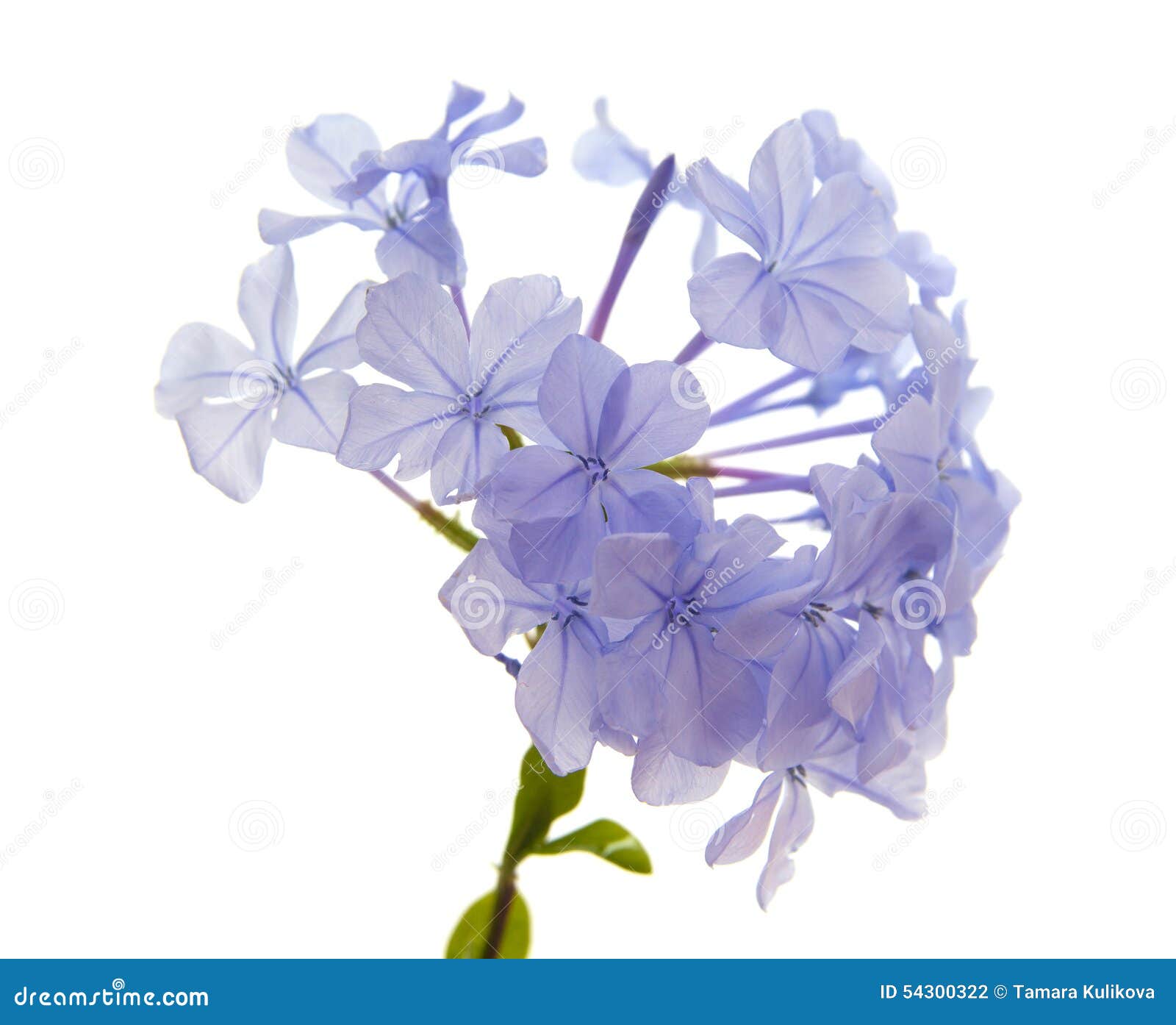 Plumbago auriculata stock photo. Image of pretty, inflorescence - 54300322