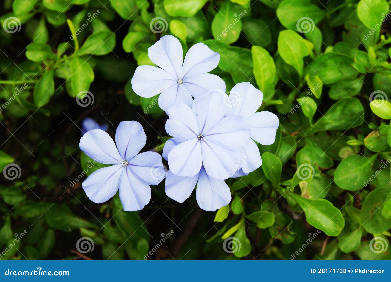 18,18 Lam Flower Photos   Free & Royalty Free Stock Photos from ...