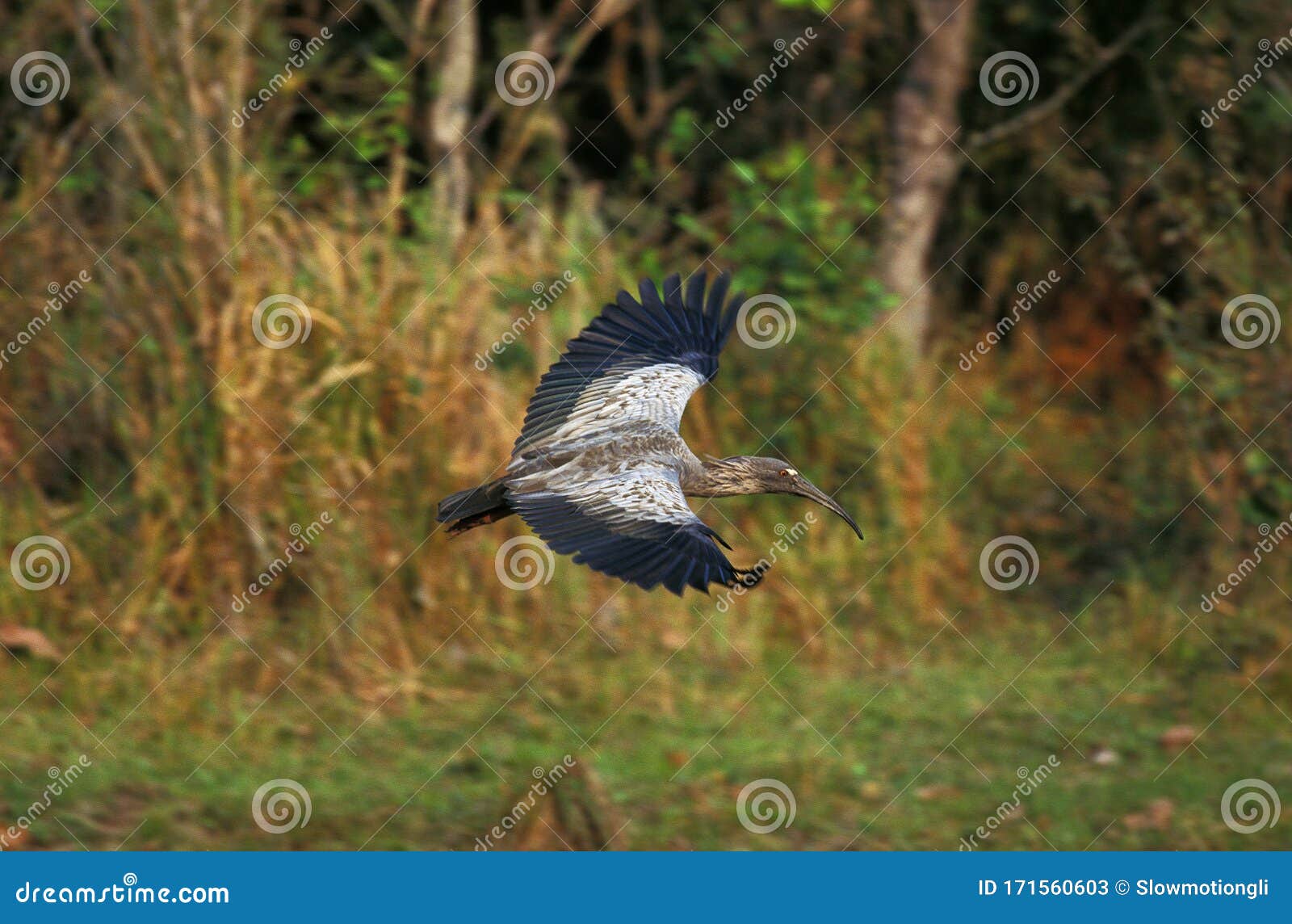 ibis plombe theristicus  caerulescens