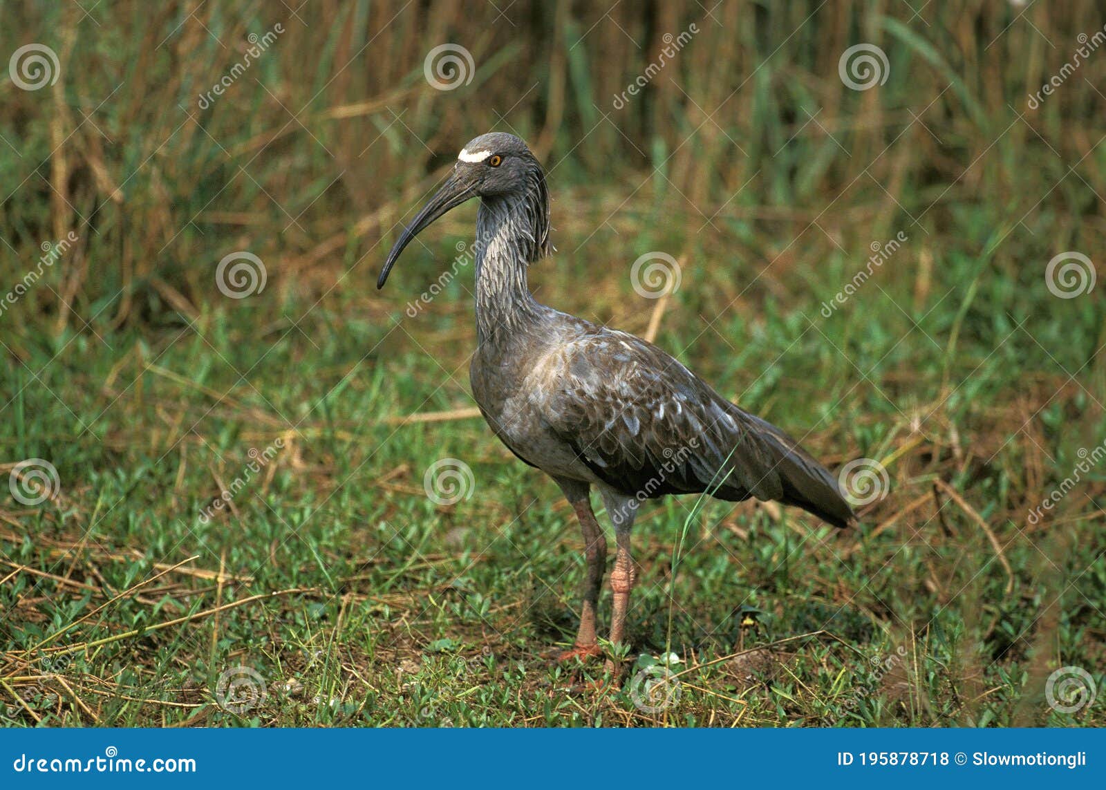 plumbeous ibis, theristicus caerulescens, adult, pantanal in brazil