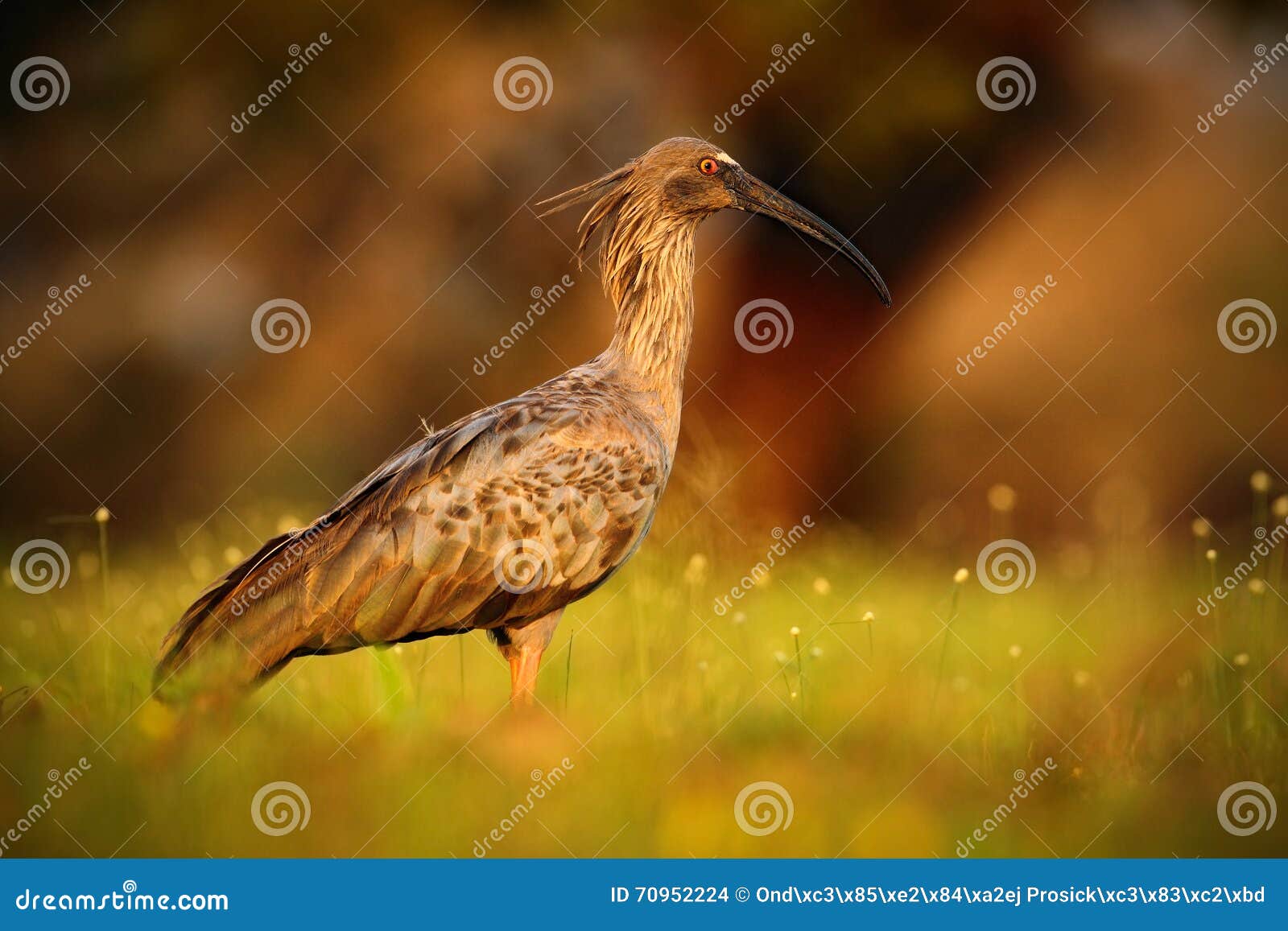 plumbeous ibis, theristicus caerulescens, exotic bird in the nature habitat, bird sitting in grass with beautiful evening sun