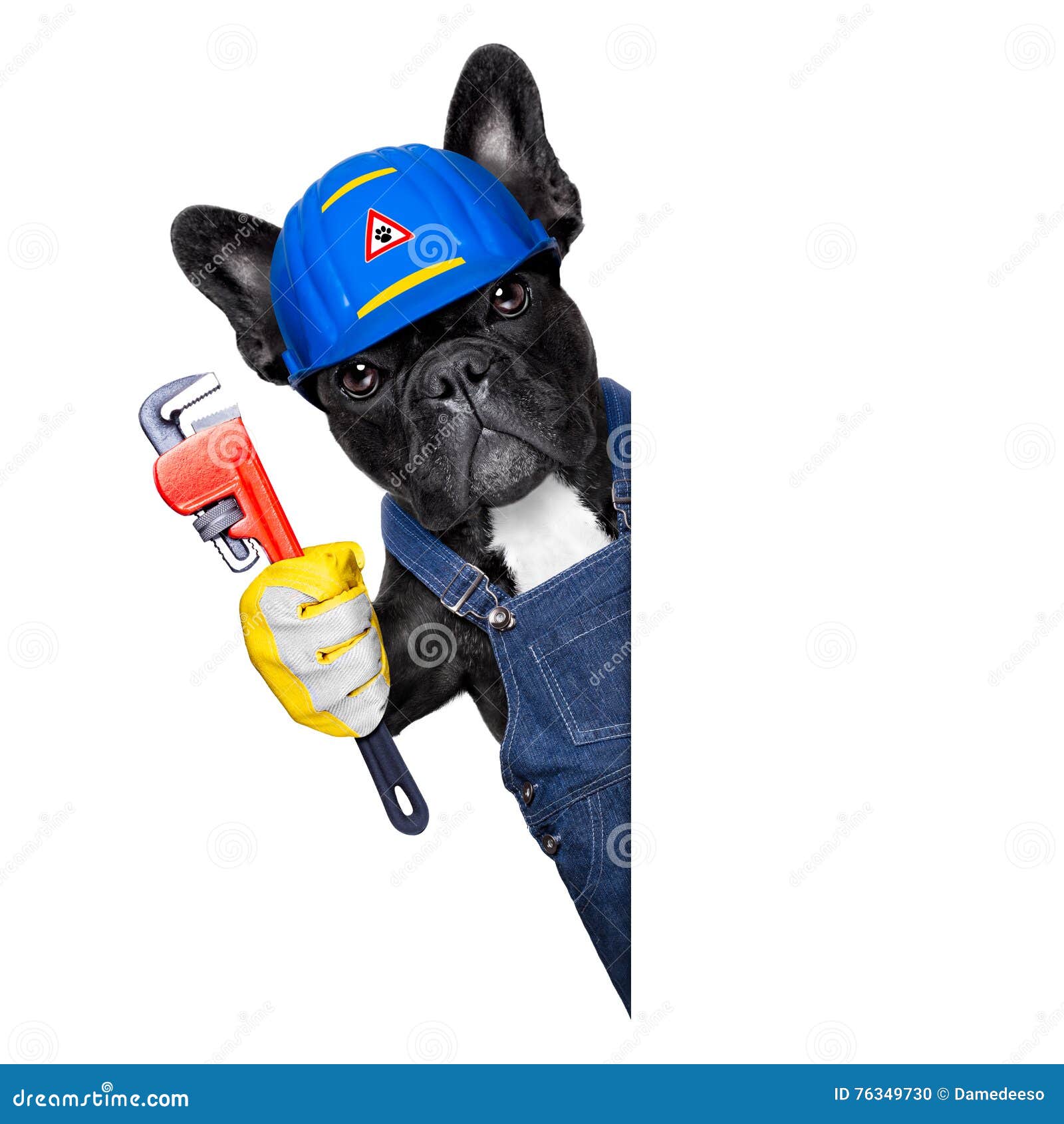 plumber-dog-wrench-handyman-french-bulldog-worker-helmet-paws-ready-to-repair-fix-everything-home-white-76349730.jpg