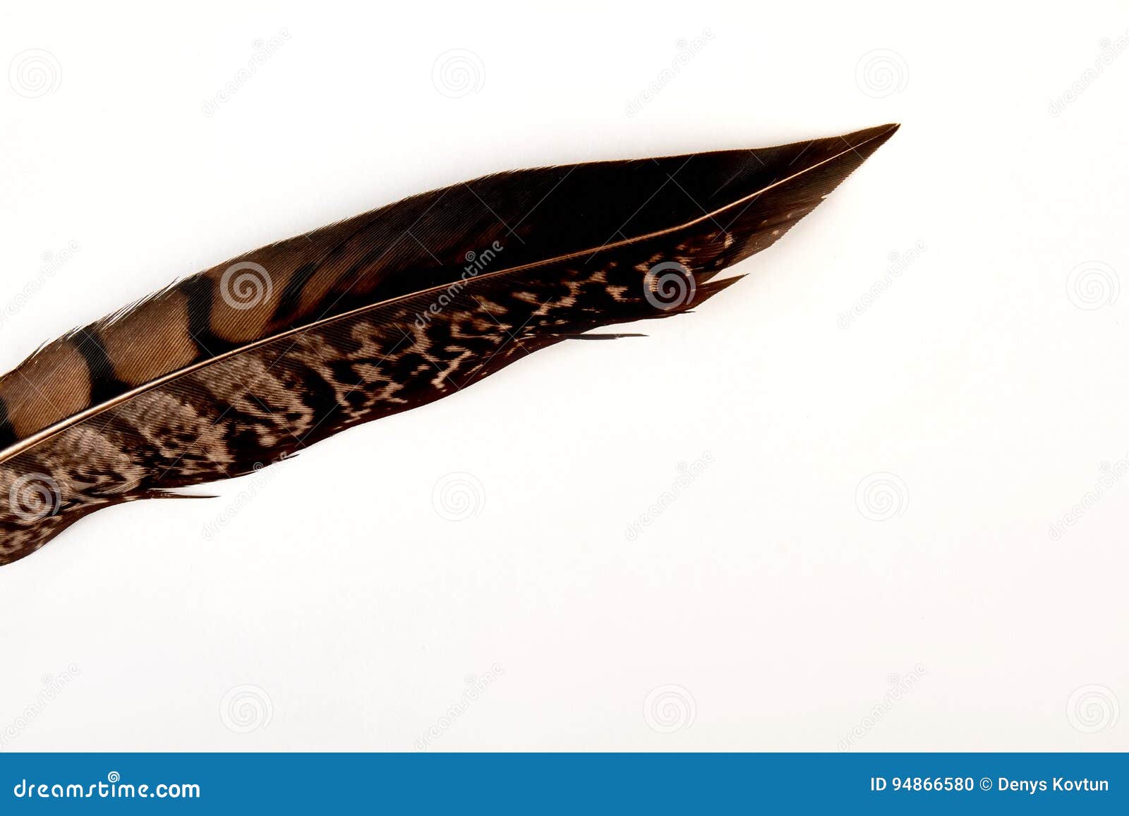 Plume Doiseau Fond Blanc Photo Stock Image Du Foncé