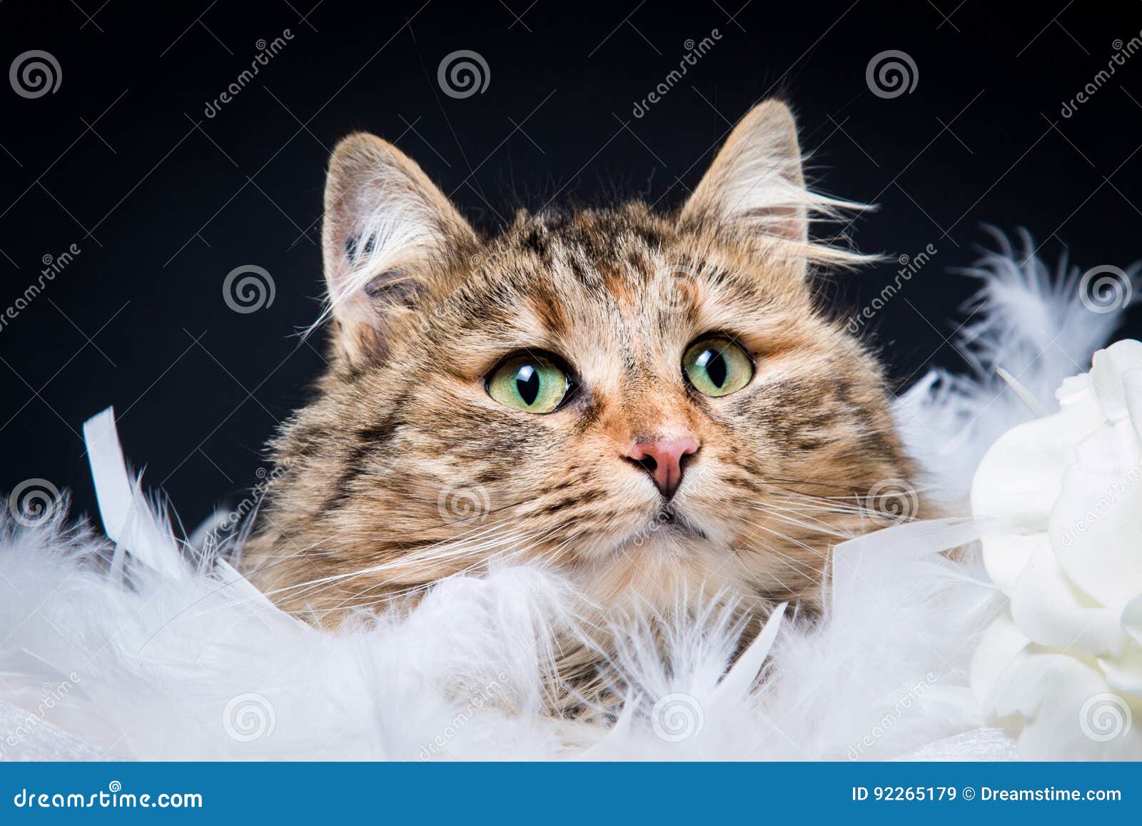 Plume De Chat Stock Image Image Of Feather Gato Plume