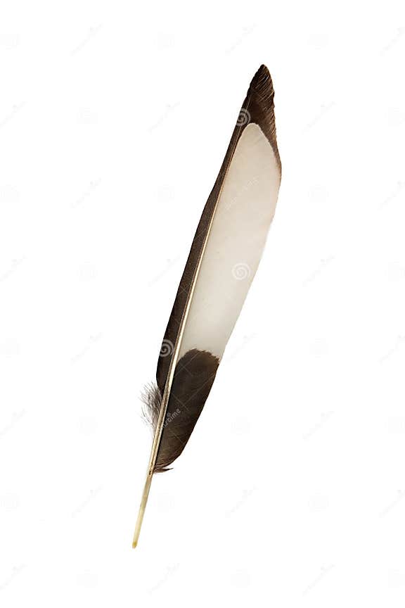 Plume De Pie Sur Le Fond Blanc Photo stock Image du ornithologie, lumière 190131806