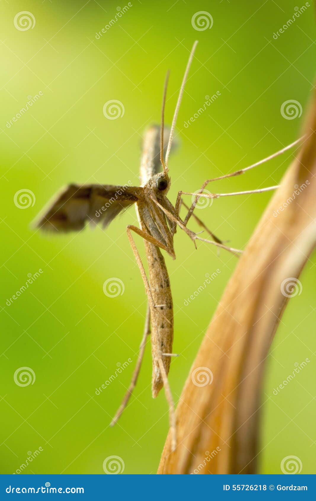 plume moth macro shot