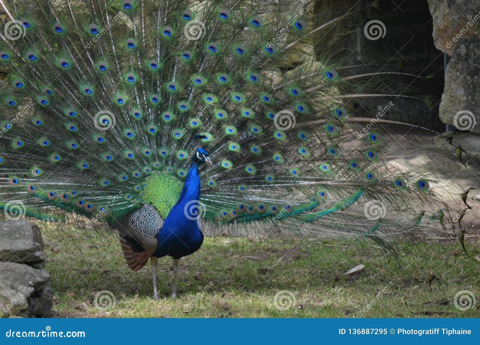 Pavo au