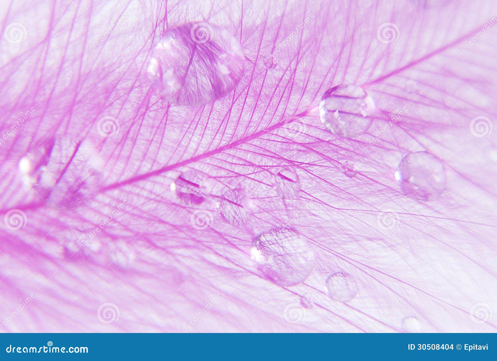 Plume rose photo stock. Image du closeup, baisses, rose 30508404