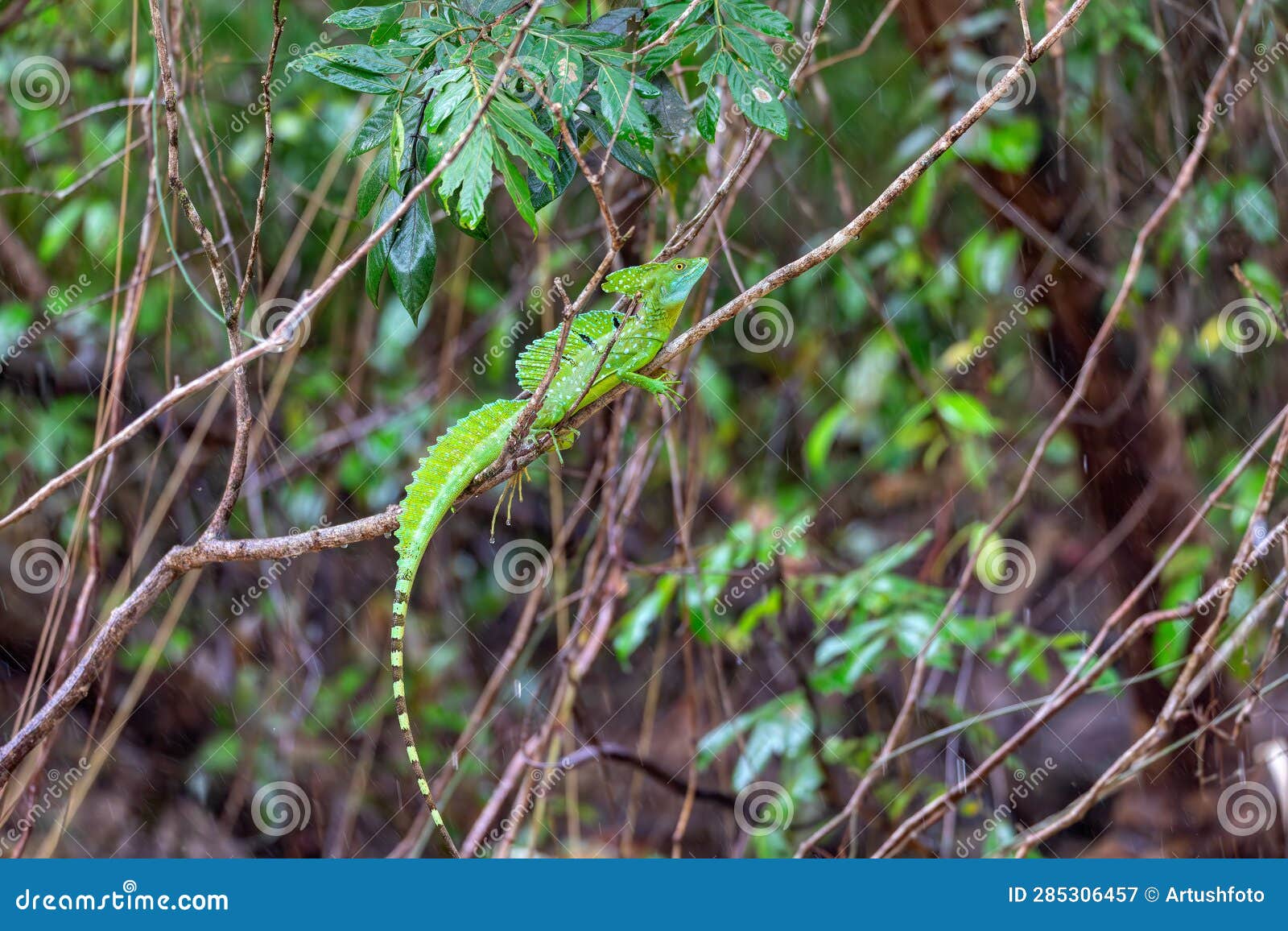 plumed green basilisk (basiliscus plumifrons) cano negro, costa rica wildlife