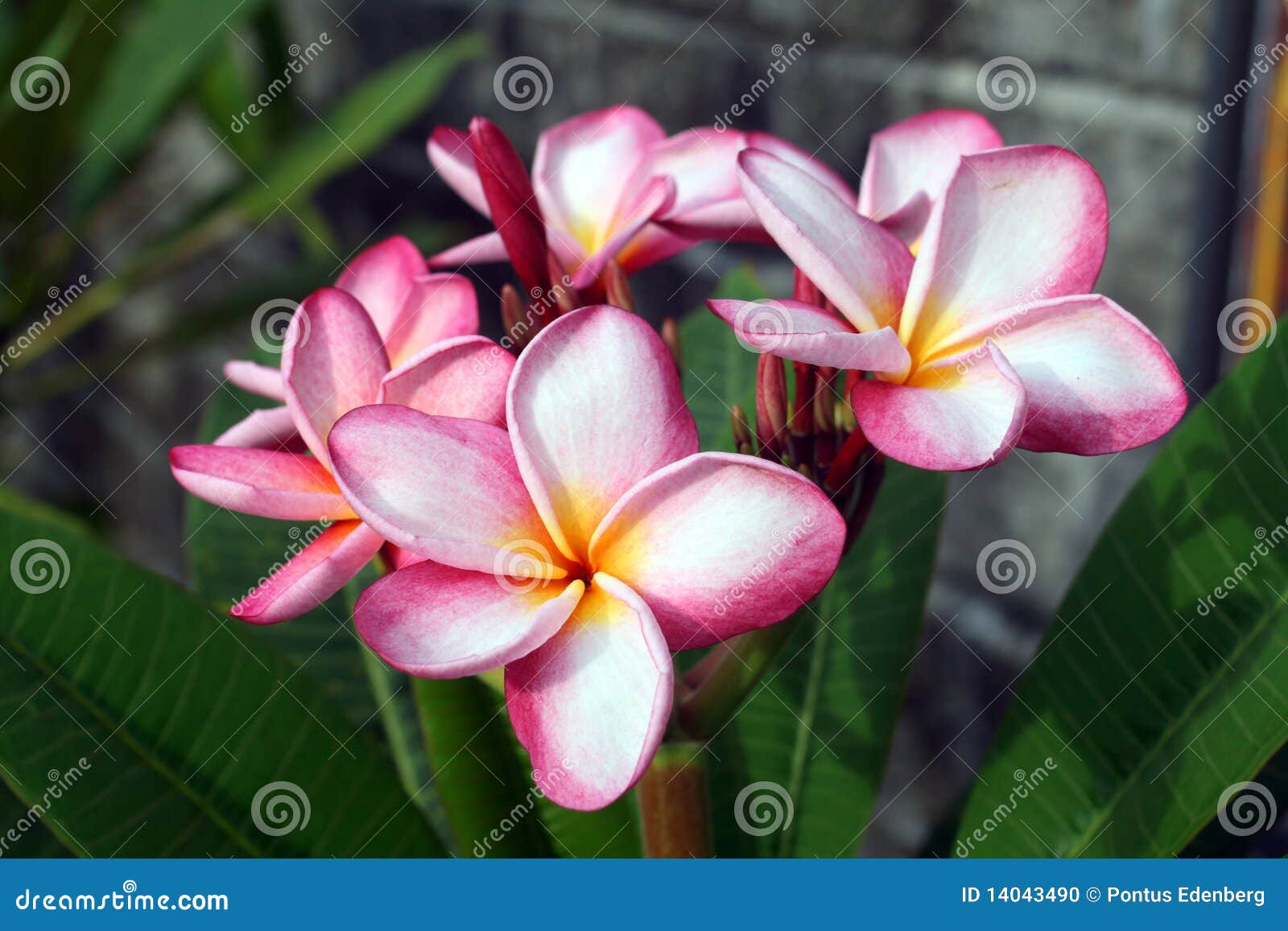 Plumeria stock photo. Image of garland, green, flower 14043490
