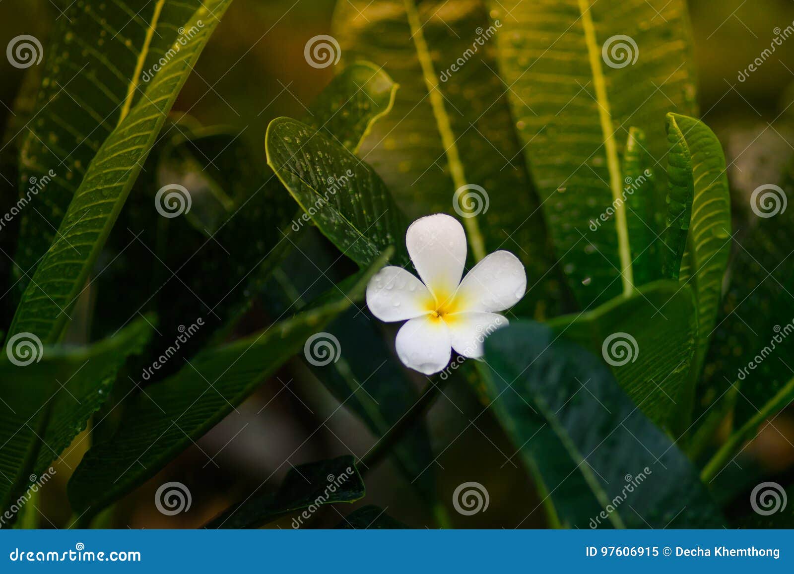 Flor do Plumeria com gota chuvosa