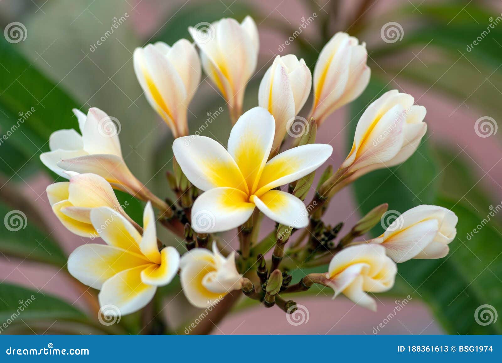 Plumeria Alba Flores Blancas Y Amarillas Con Hojas Verdes Sobre El Fondo  Natural a La Luz Del Día. Egipto áfrica. Imagen de archivo - Imagen de  planta, arbusto: 188361613