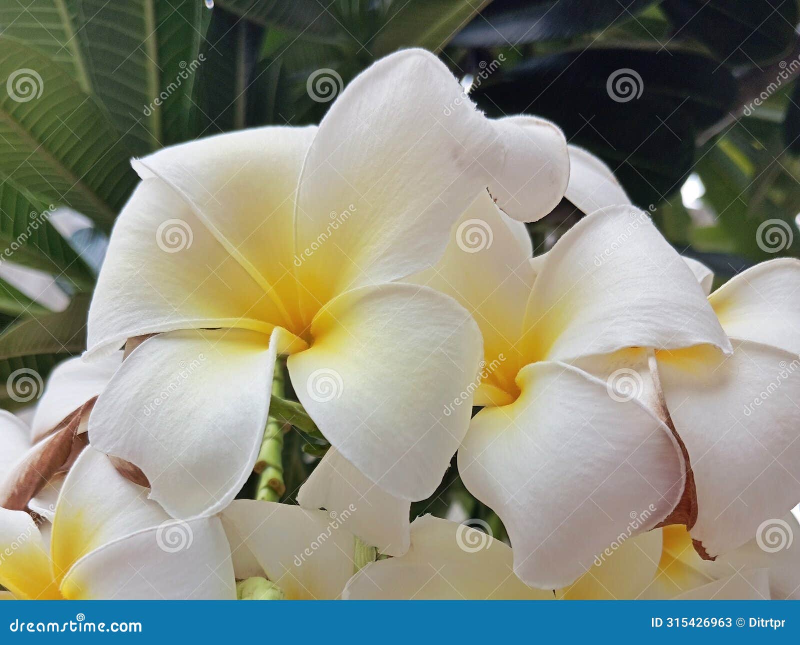 plumeria alba, the flowers and aroma are distinctive, has a white crown which usually has five strands.