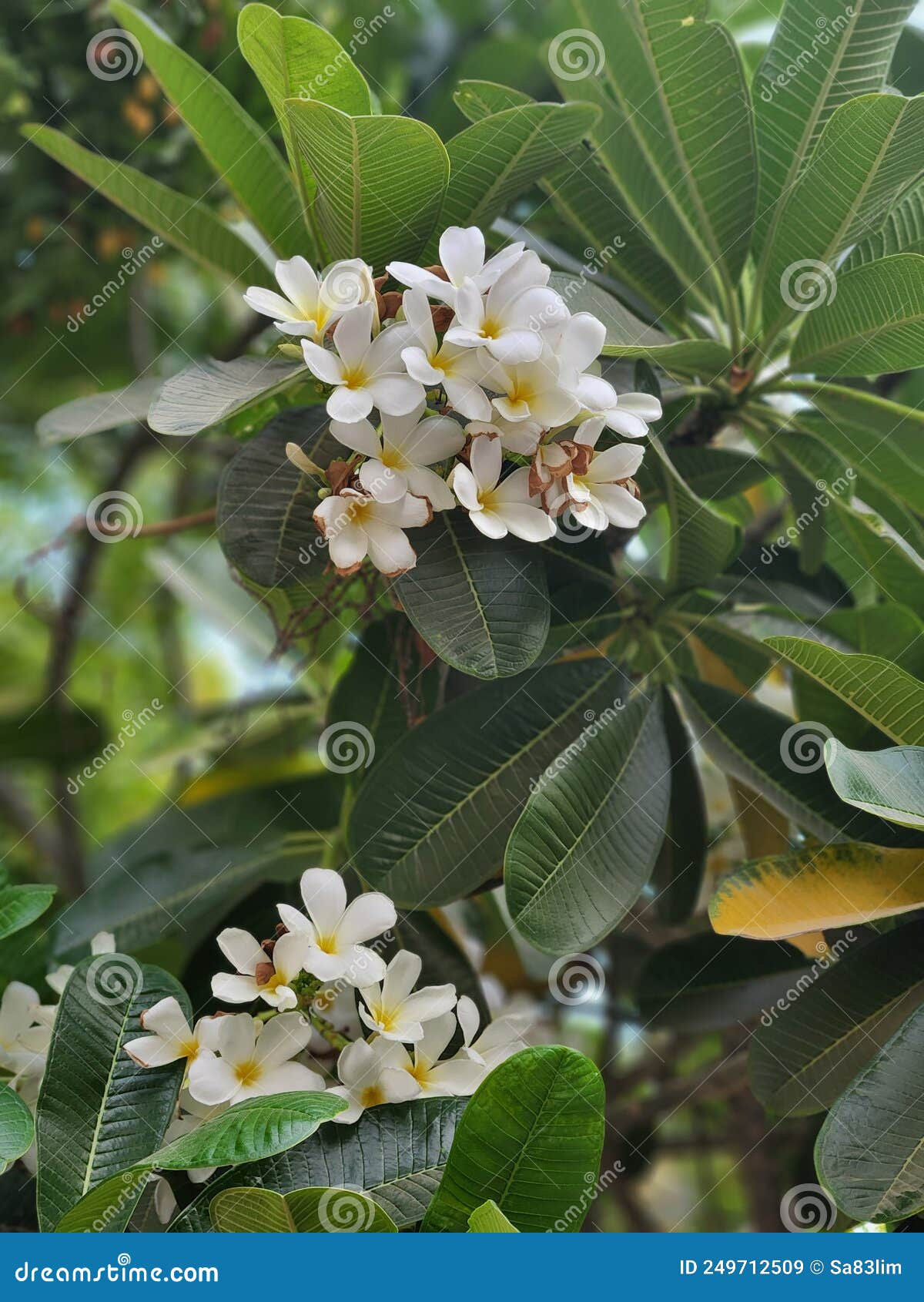 Plumeria Alba, Indian Jasmine Tree Flowers Stock Image Image of