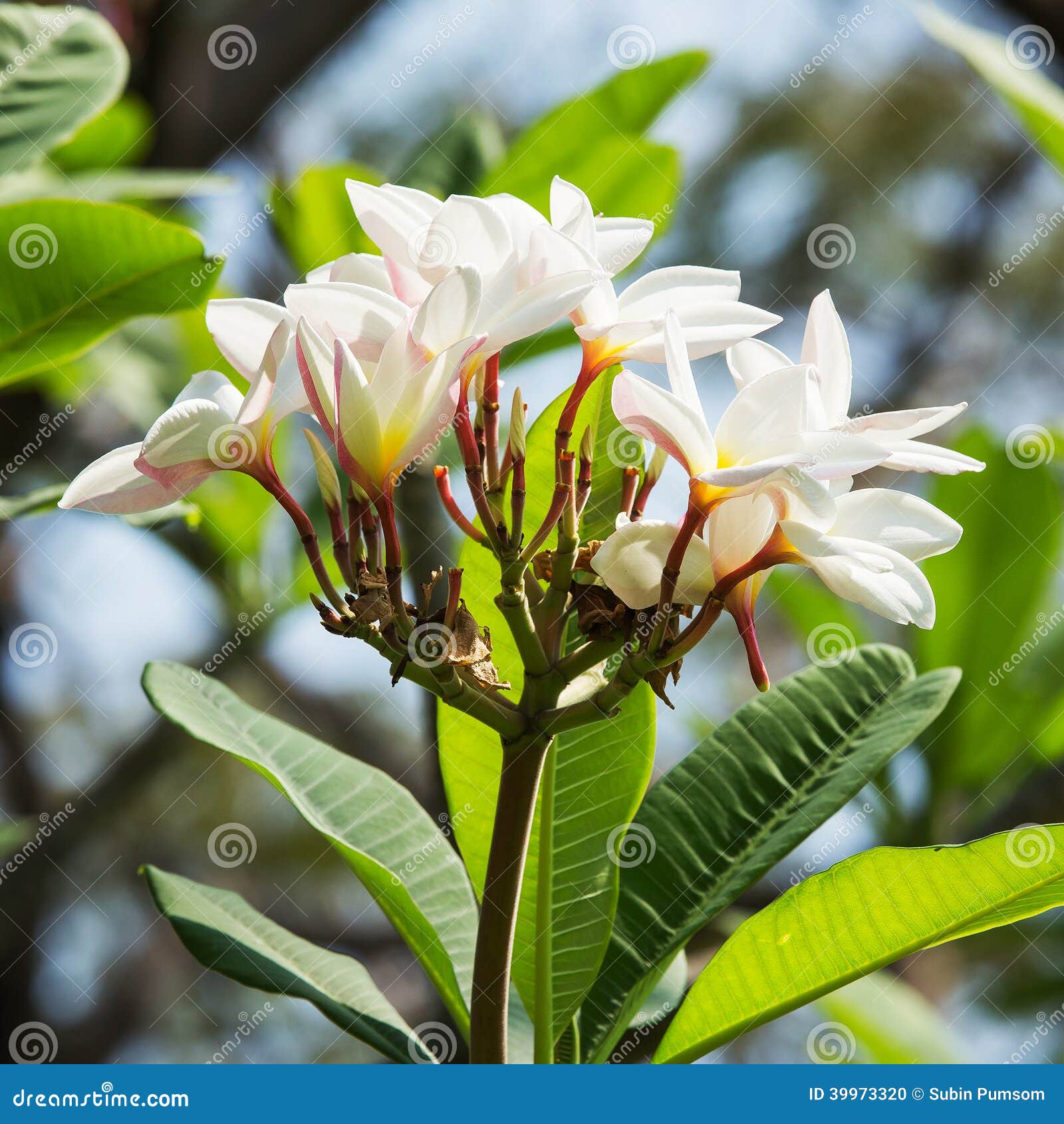 Plumeria blossom stock photo. Image of bloom, maui, hawaii 39973320