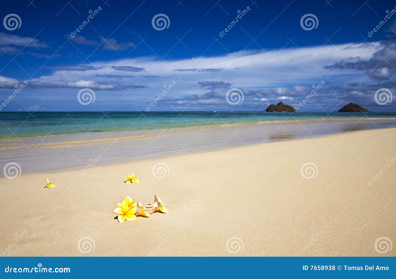 plumeria blossoms on a tropical beach