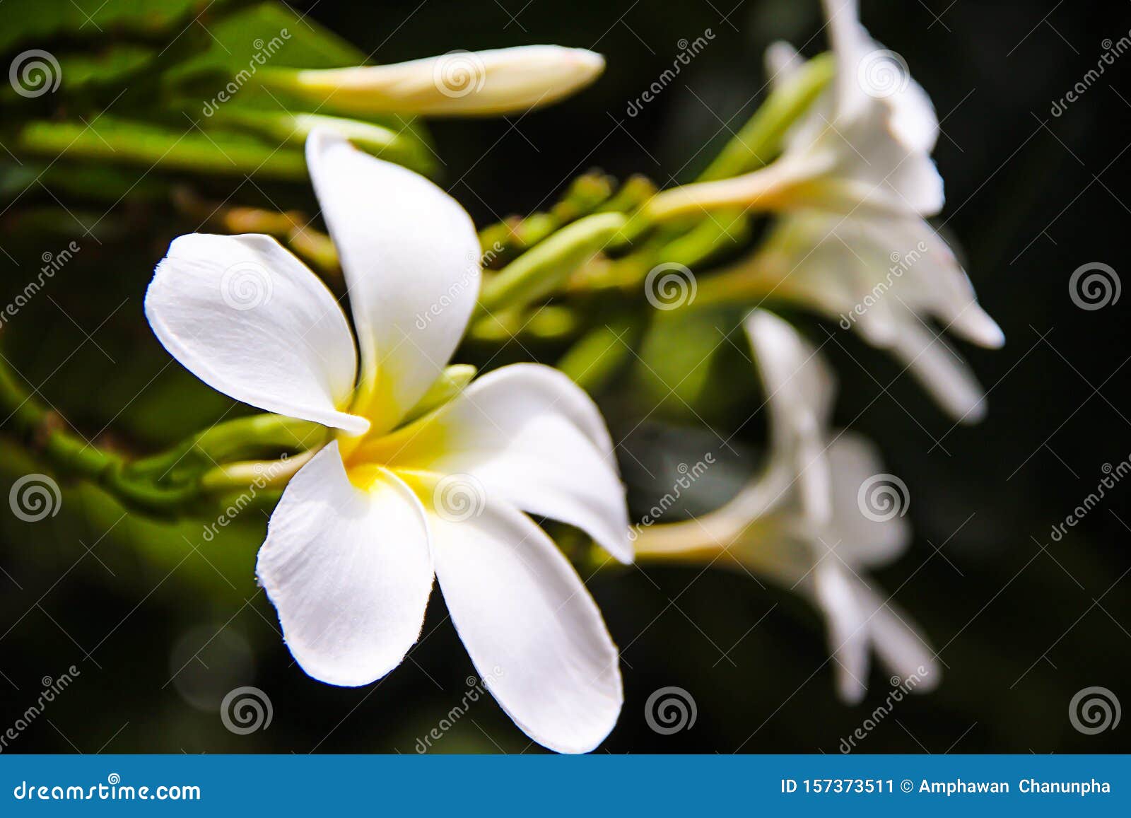 Plumeria Branca Doce Fresca Rubra Florescente Frangipani E Flores De Foca  No Jardim Sobre Folhas De Fundo Imagem de Stock - Imagem de relaxamento,  inflorescência: 157373511