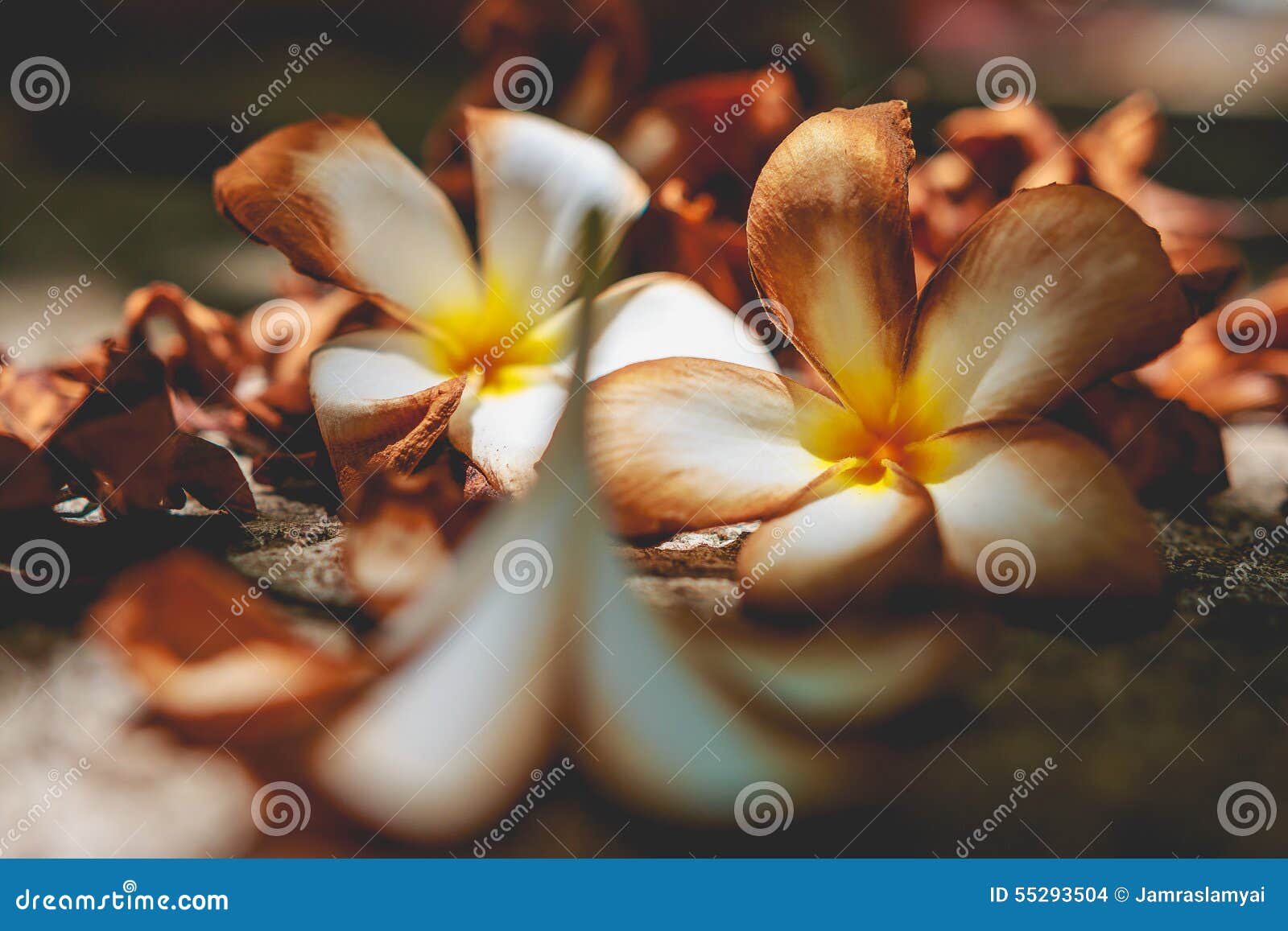 Plumeria dried stock photo. Image of nature, white, brown 55293504