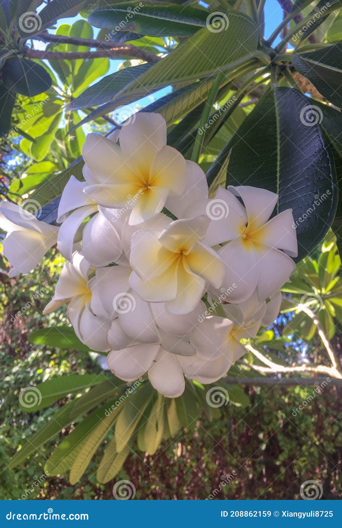 Plumeria stock image. Image of plant, rubra, flower 208862159
