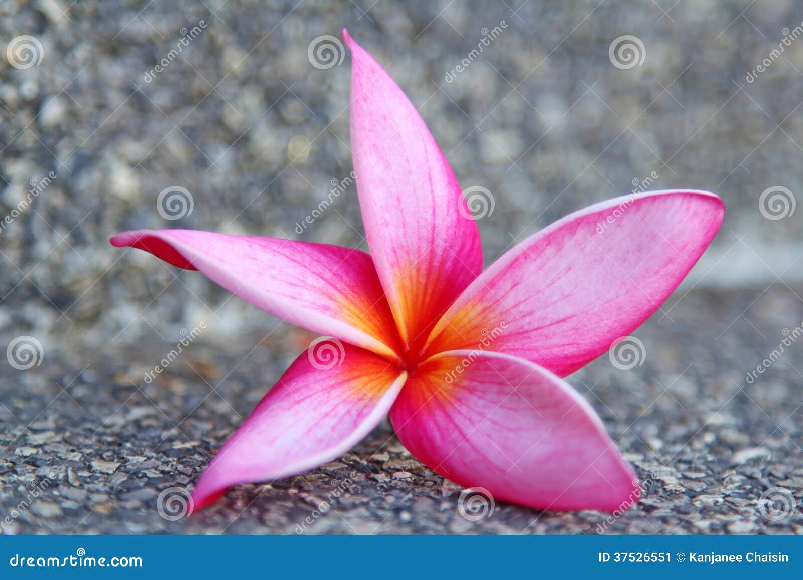Plumeria stock image. Image of flower, nature, fall, floral 37526551