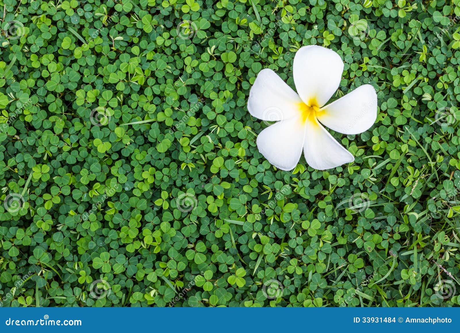 Plumeria Falling on the Grass Stock Photo Image of background, nature