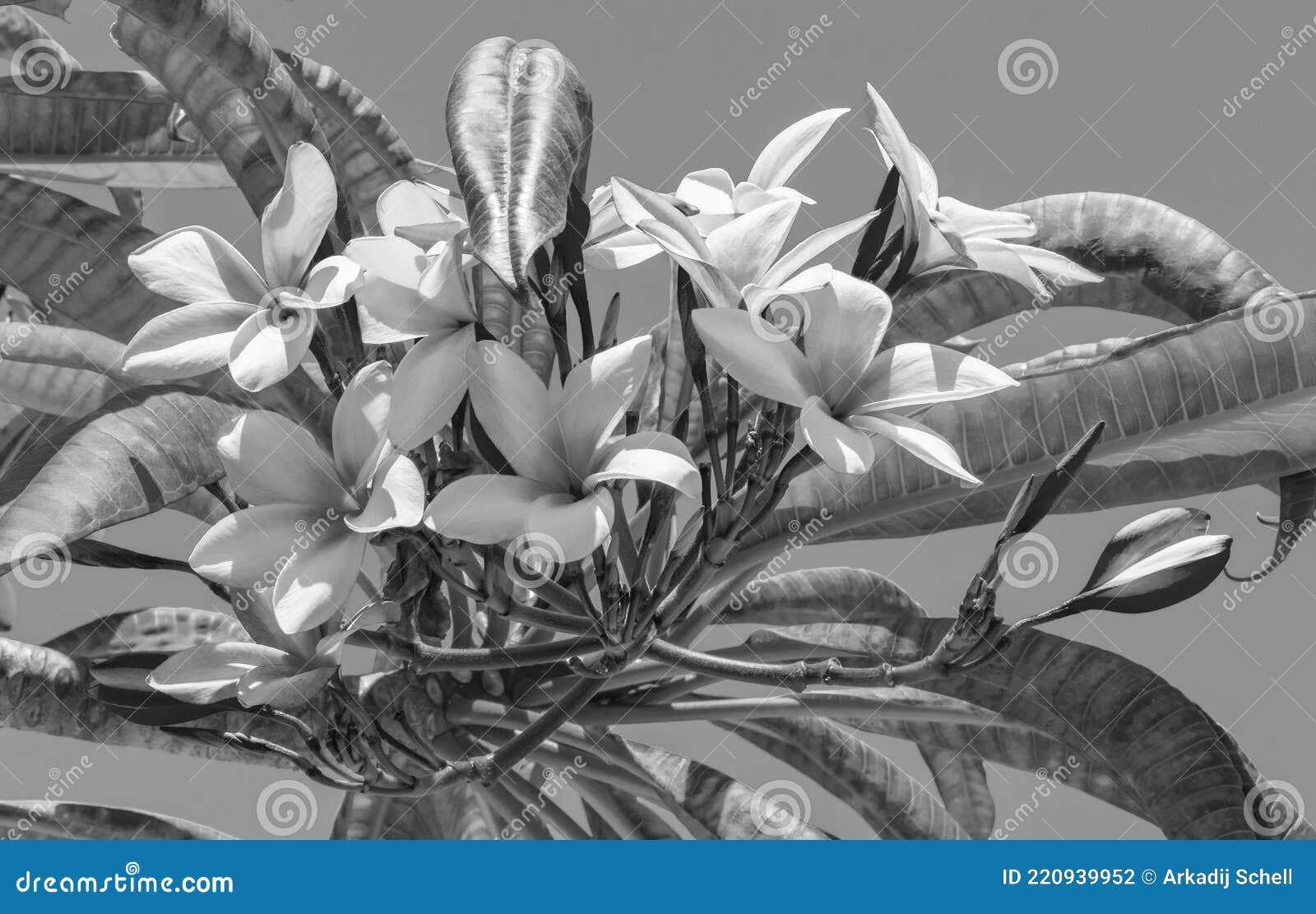 Plumeria Flores Plantas Foto En Blanco Y Negro En México Foto de archivo - Imagen de gris, primer: 220939952 Plumeria Flores Plantas Foto En Blanco Y Negro En México Foto de archivo - Imagen de gris, primer: 220939952