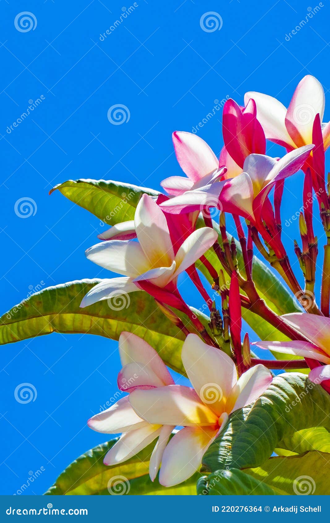 Plumeria Flores Rosas Y Amarillas Con Cielo Azul En México Foto de archivo  - Imagen de rojo, mexicano: 220276364