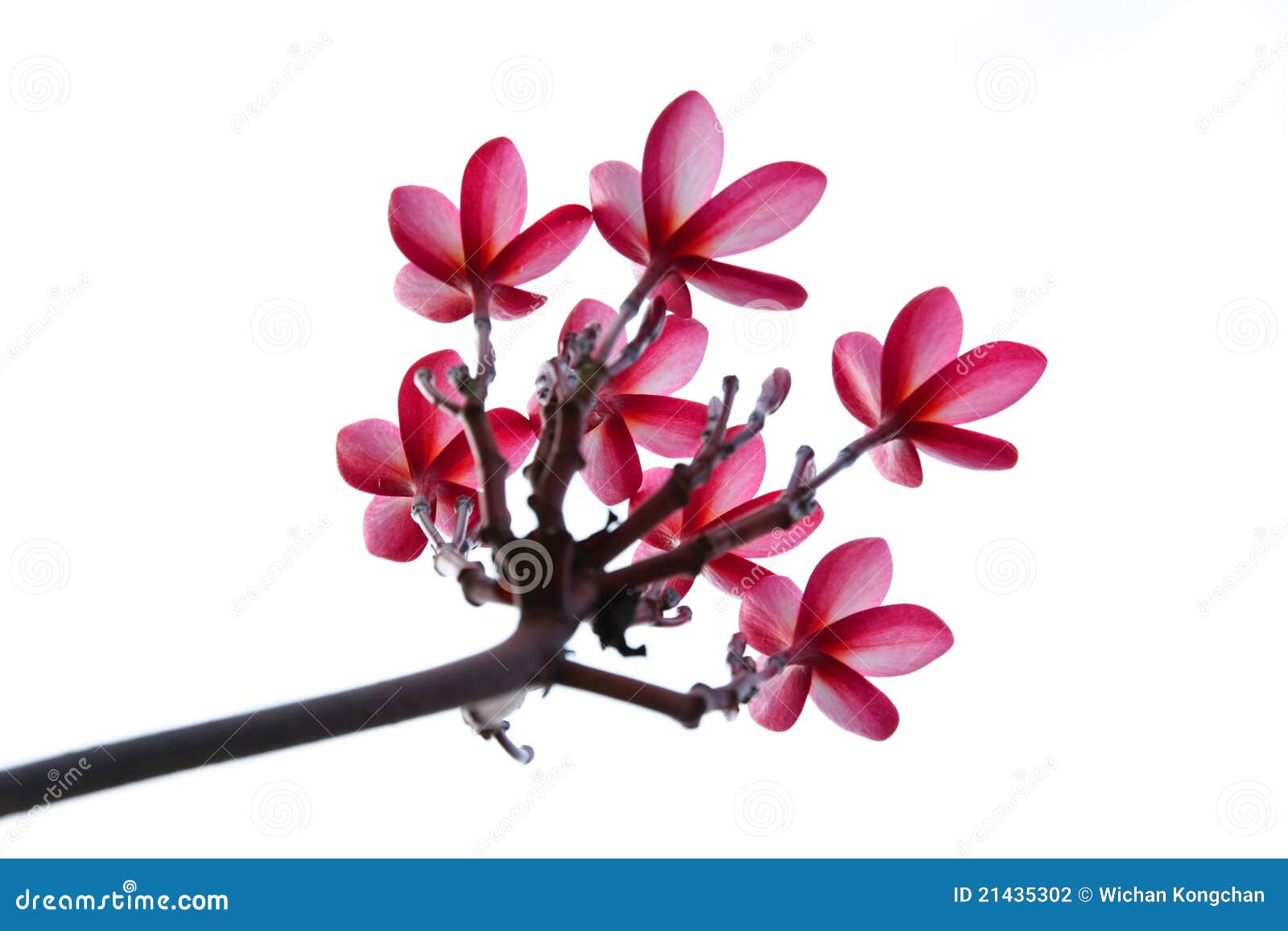 Plumeria flower stock photo. Image of park, plant, tropics - 21435302